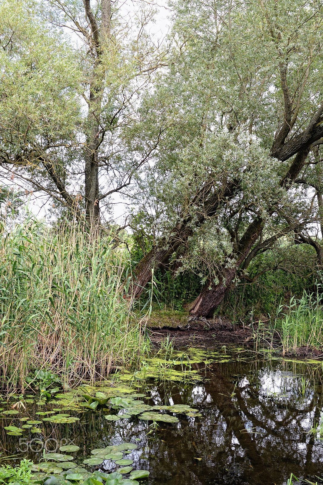 Nikon D800 + Sigma 30mm F1.4 EX DC HSM sample photo. Havel river at summer time (brandenburg, germany). photography