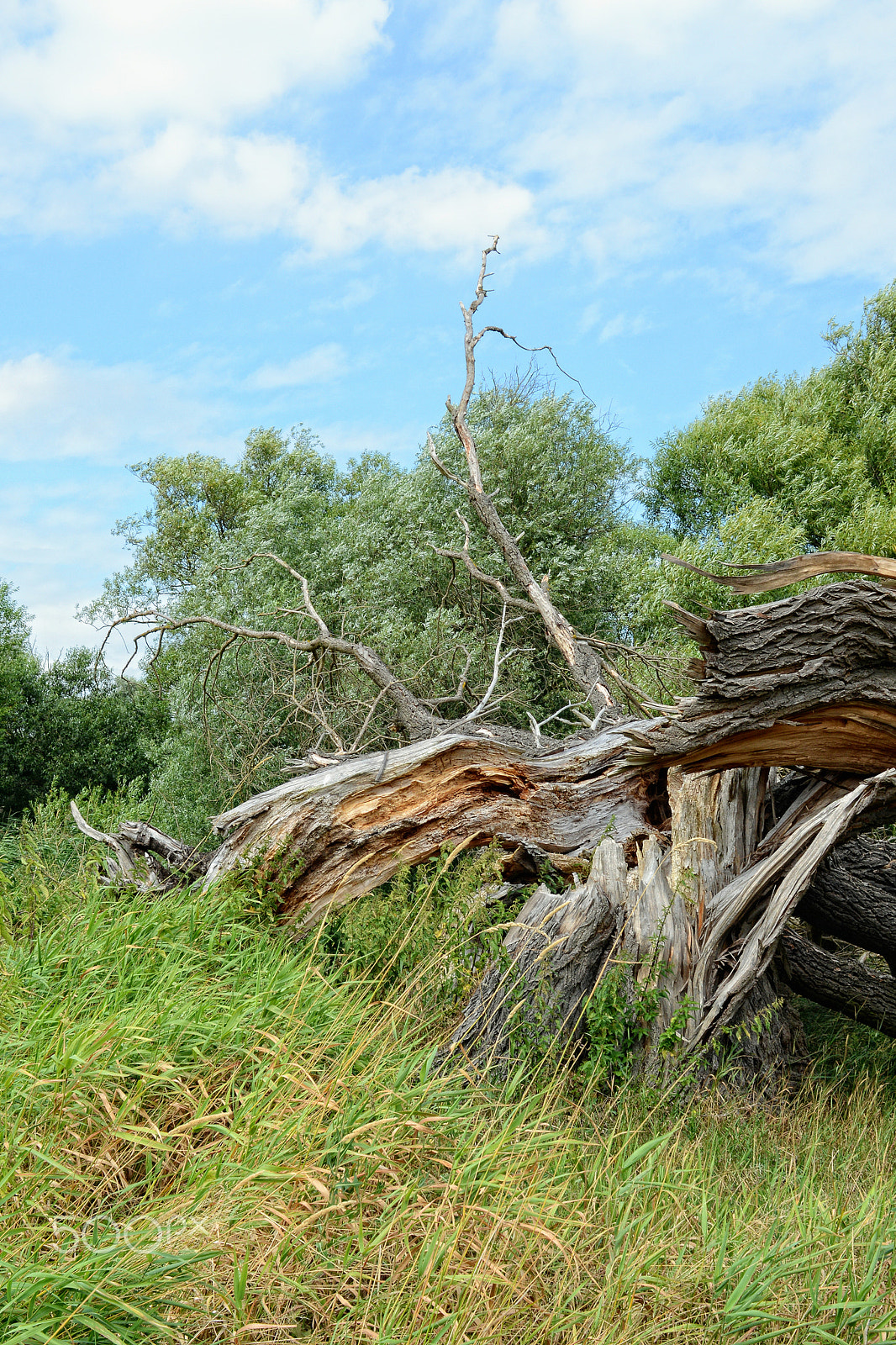 Nikon D800 + Sigma 30mm F1.4 EX DC HSM sample photo. Dead willow tree broken by storm photography
