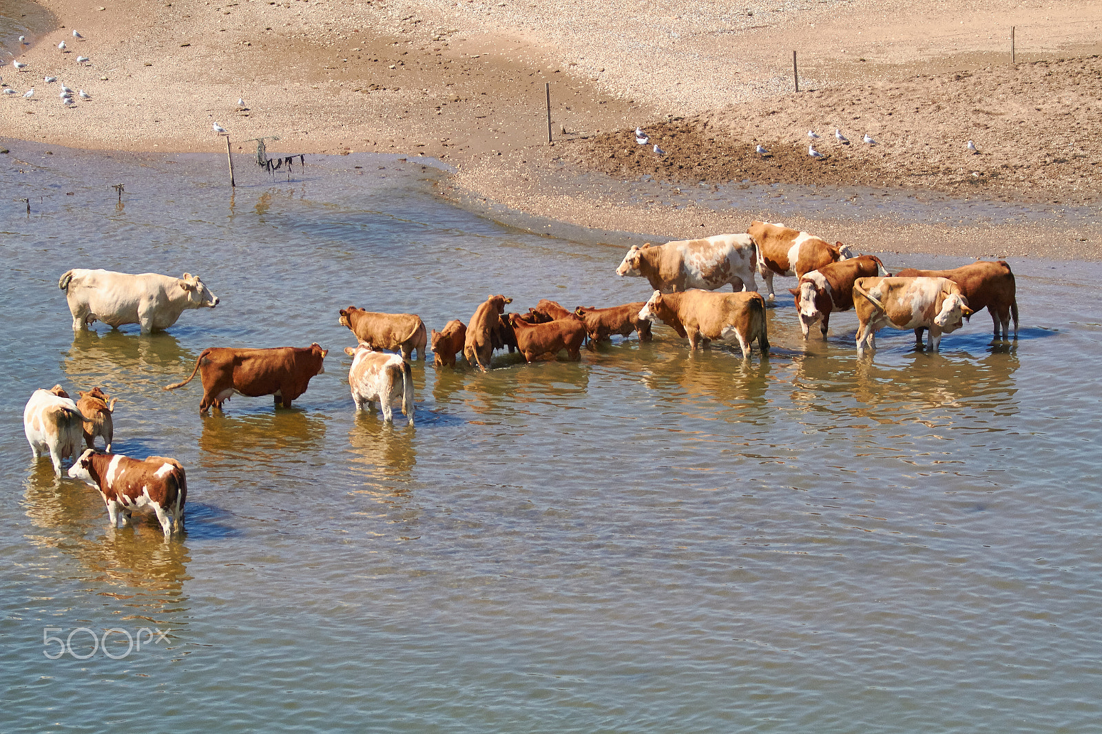 Canon EF 70-200mm F2.8L IS II USM sample photo. Niederrhein - cows cooling down i photography