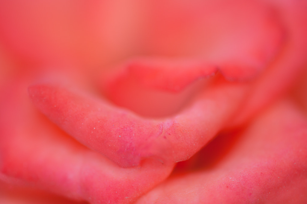 Sigma APO Macro 150mm f/2.8 EX DG HSM sample photo. Intimidad de una rosa 4 - intimacy of a rose 4 photography