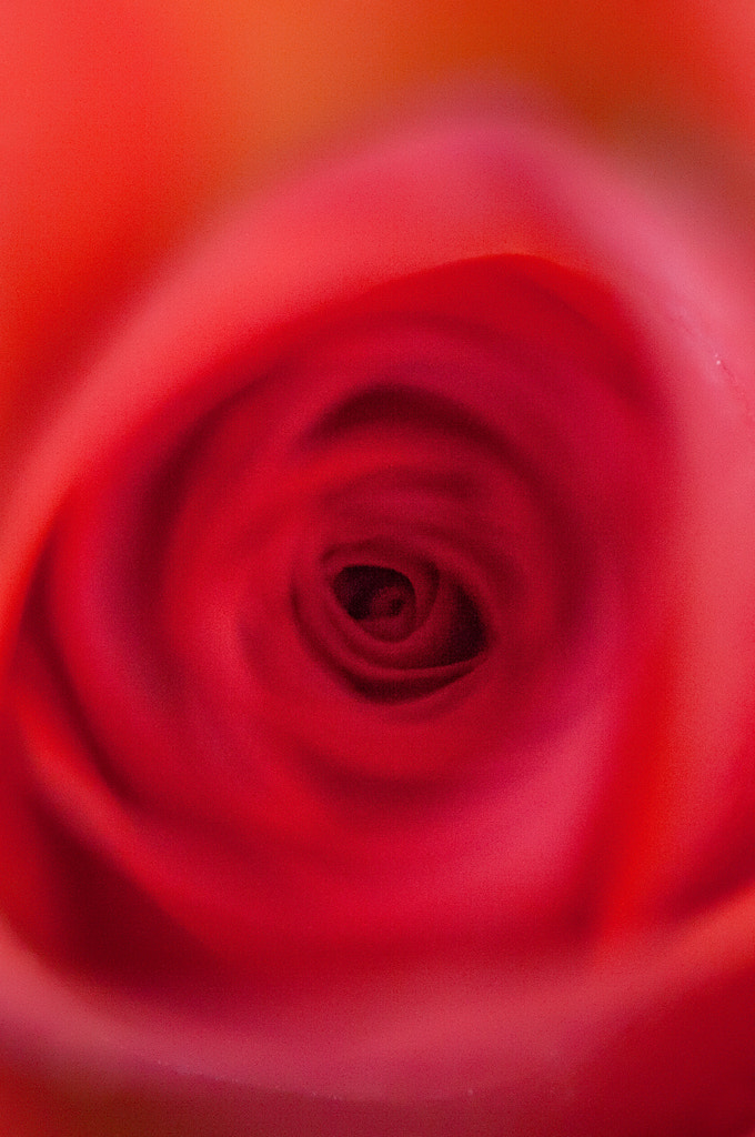 Sigma APO Macro 150mm f/2.8 EX DG HSM sample photo. Intimidad de una rosa 3 - intimacy of a rose 3 photography