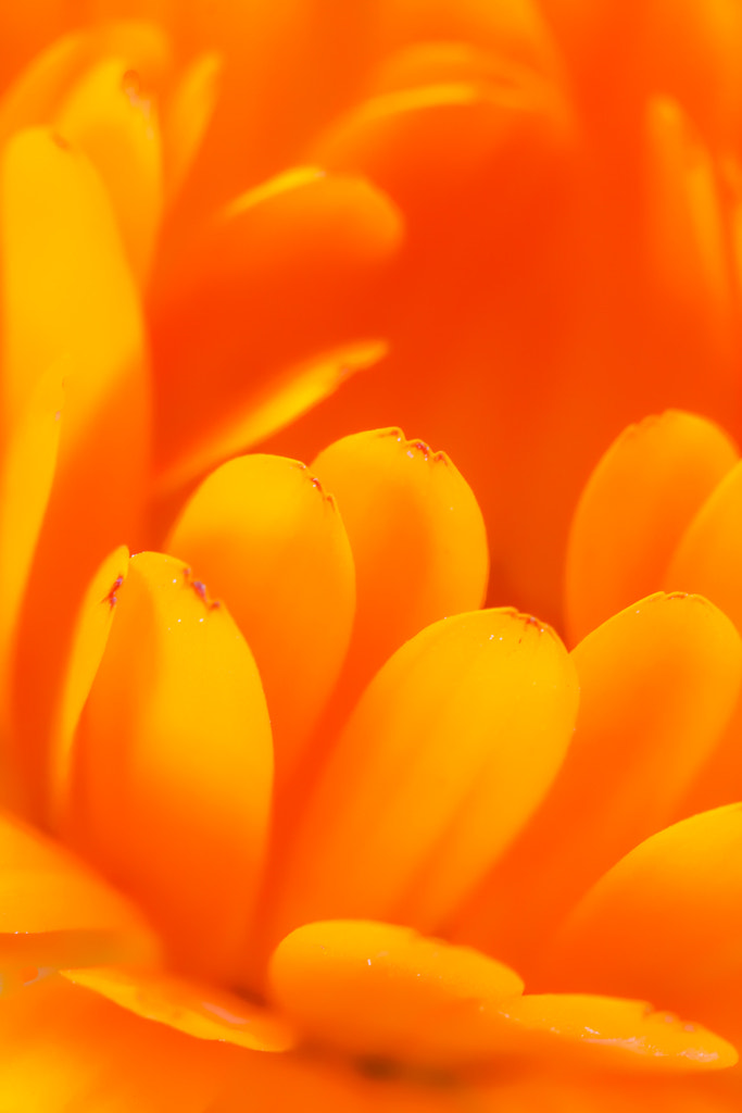Sigma APO Macro 150mm f/2.8 EX DG HSM sample photo. Intimidad de una rosa 2 - intimacy of a rose 2 photography
