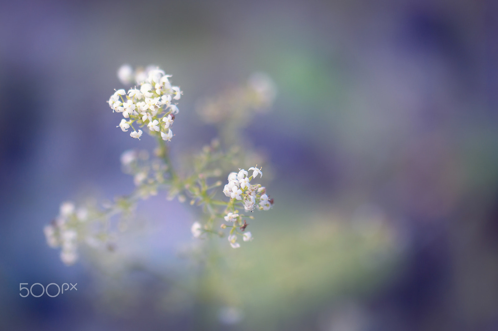 Samsung NX30 + Samsung NX 60mm F2.8 Macro ED OIS SSA sample photo. Will you send me an angel? photography