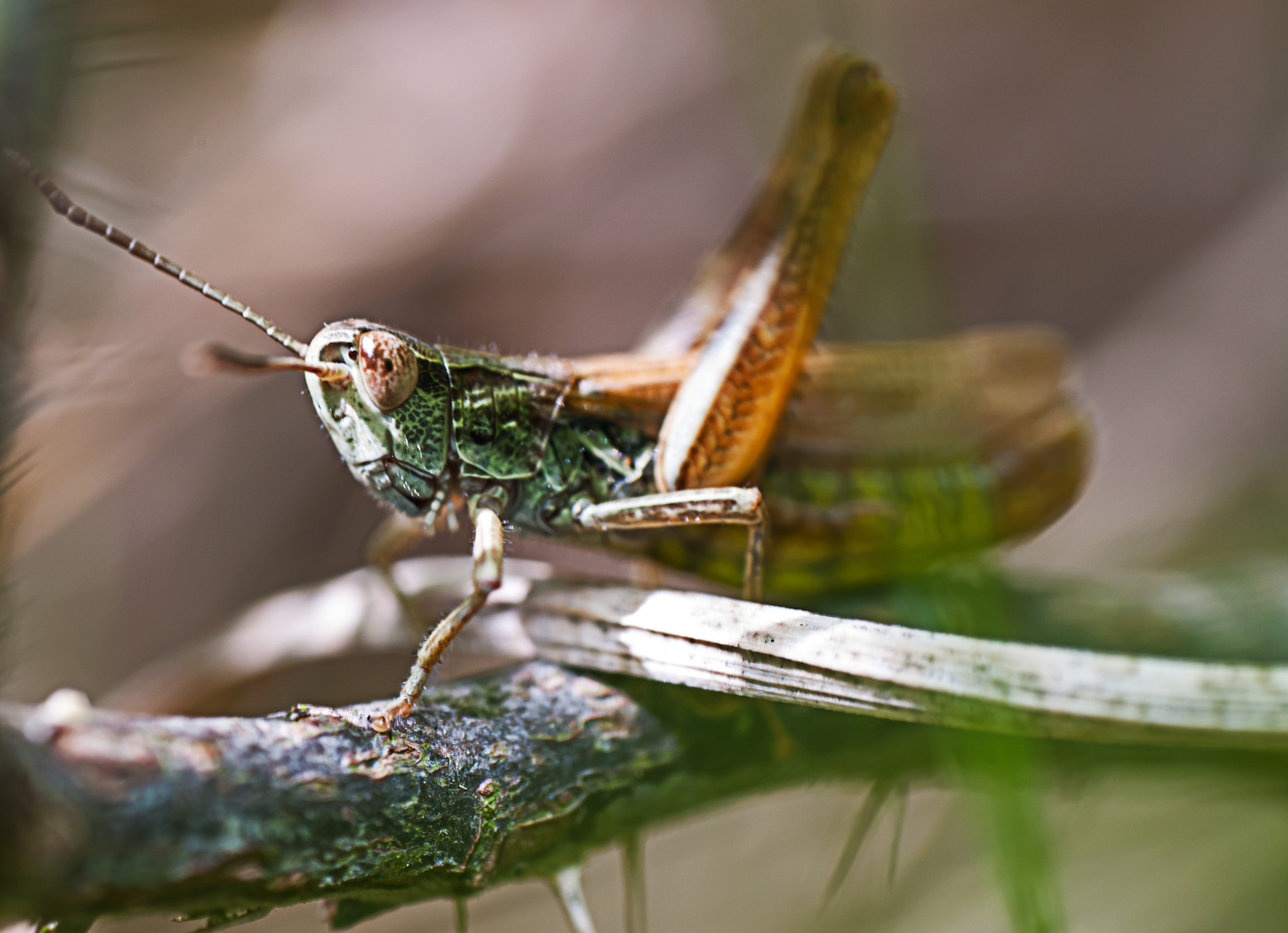 Nikon D300 sample photo. Green photography