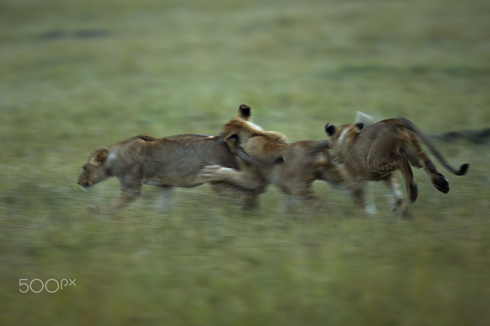 Canon EOS 7D Mark II + Canon EF 400mm F2.8L IS II USM sample photo. Cubs running photography