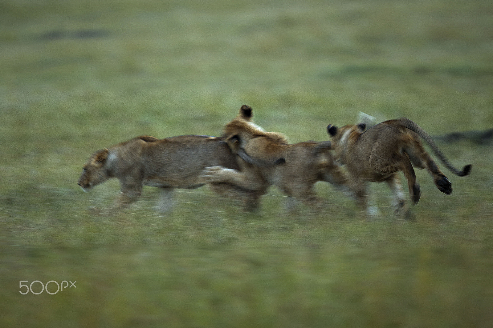 Canon EF 400mm F2.8L IS II USM sample photo. Cubs running photography