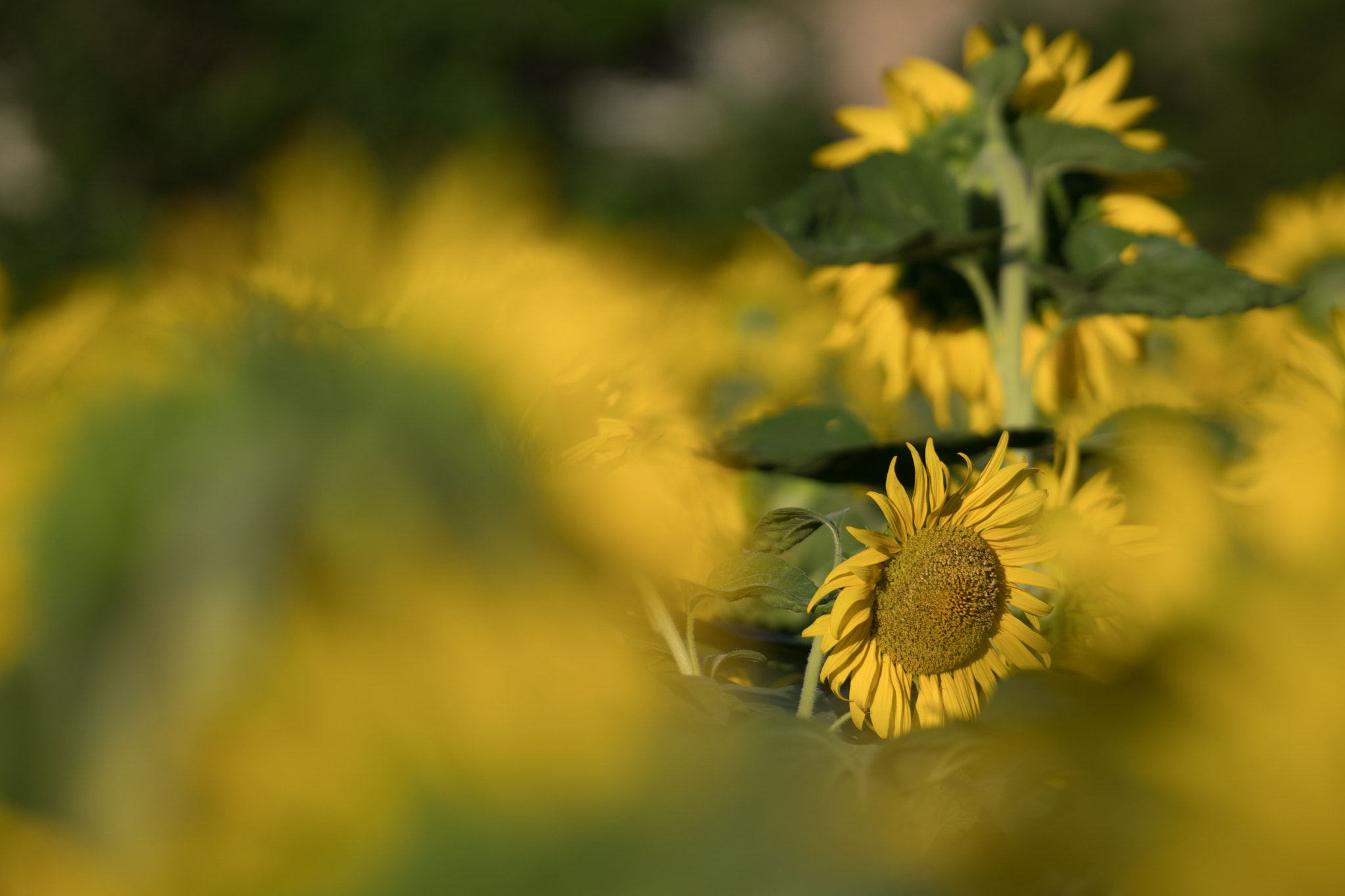 Sony a6300 + Sony FE 70-200mm F4 G OSS sample photo. Hot summer photography