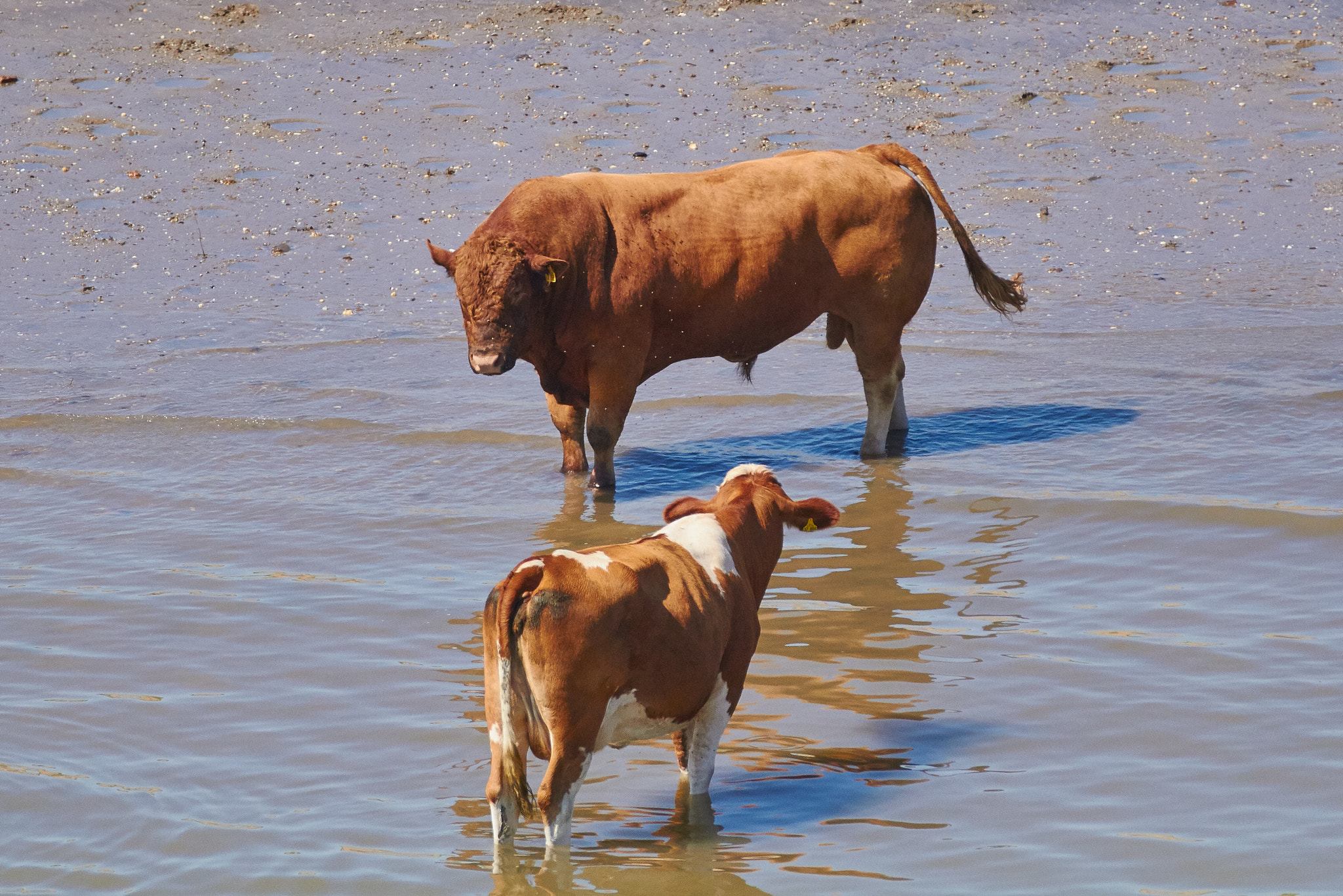 Canon EF 70-200mm F2.8L IS II USM sample photo. Niederrhein - cows cooling down ii photography