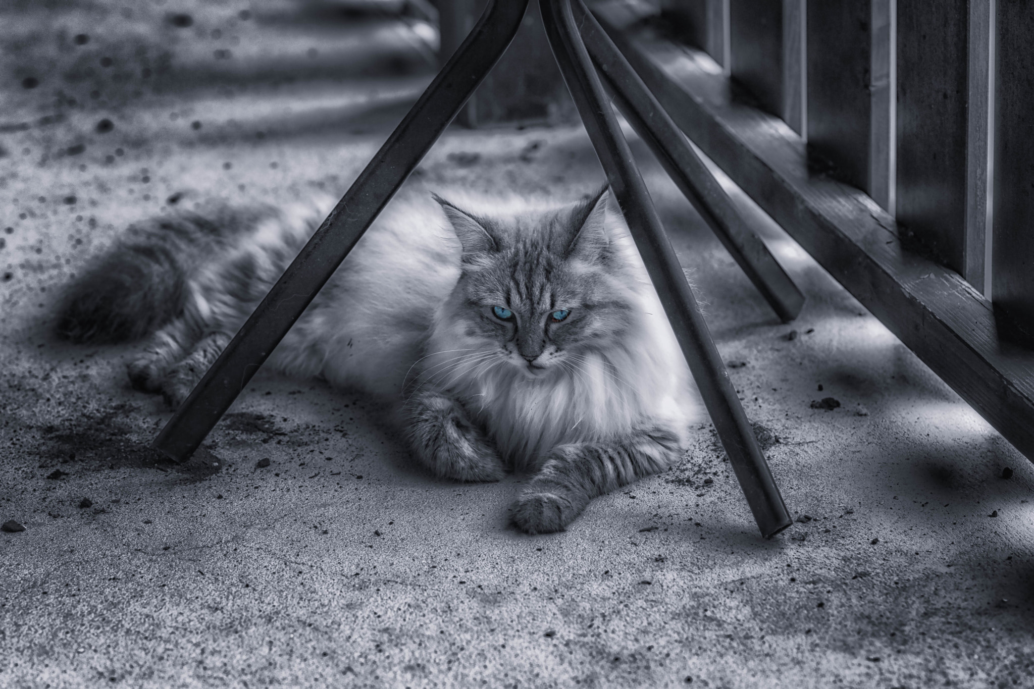 Nikon D3X + Nikon AF Nikkor 105mm F2D DC sample photo. Princess cassiopeia - guardian star photography