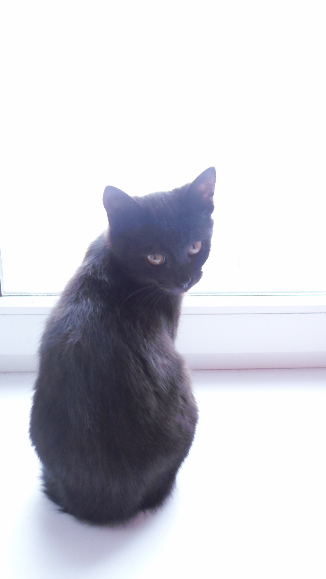 Samsung ES95 sample photo. Black cat is looking on you photography