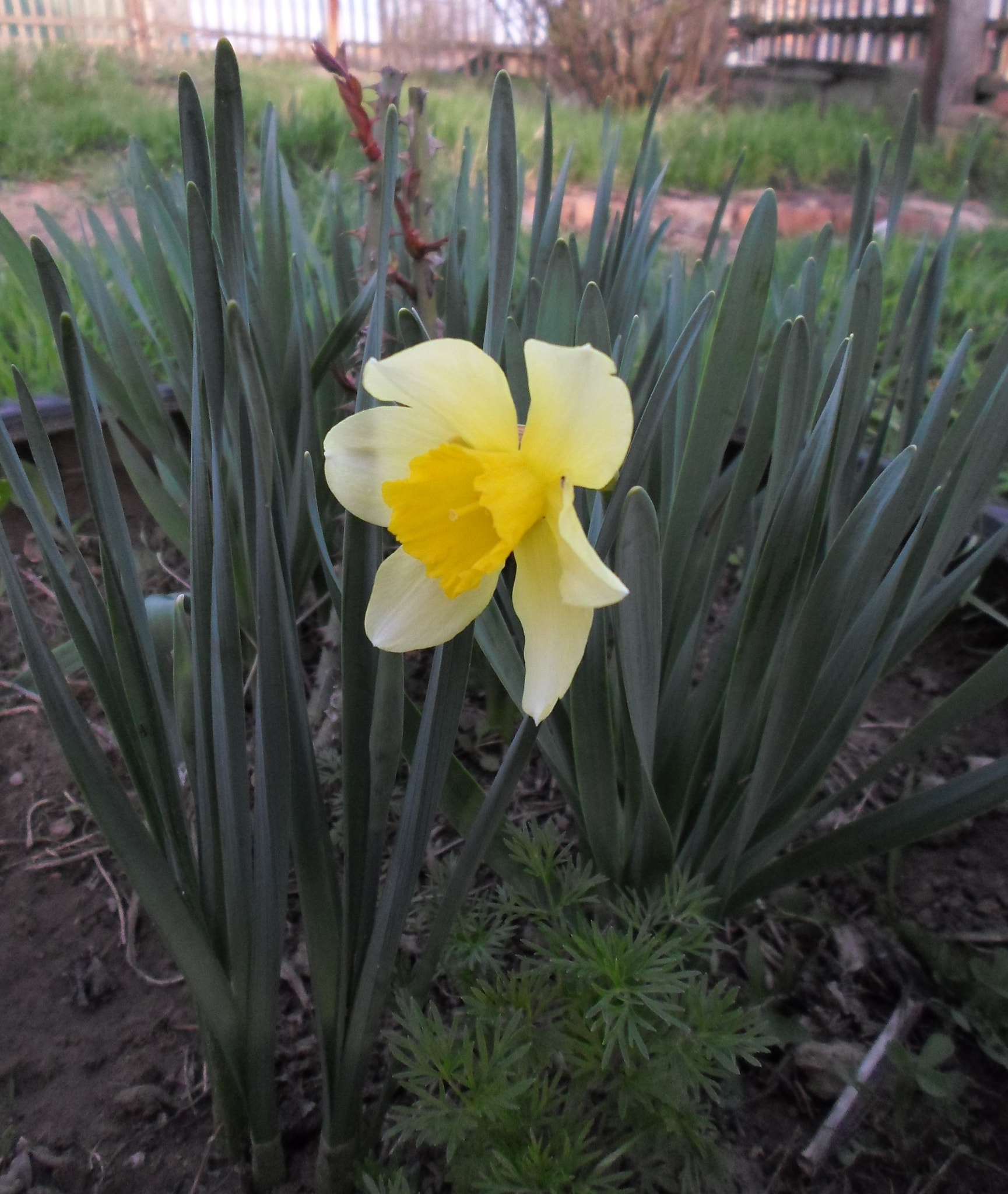 Samsung ES95 sample photo. A ray of spring (narcissus) photography