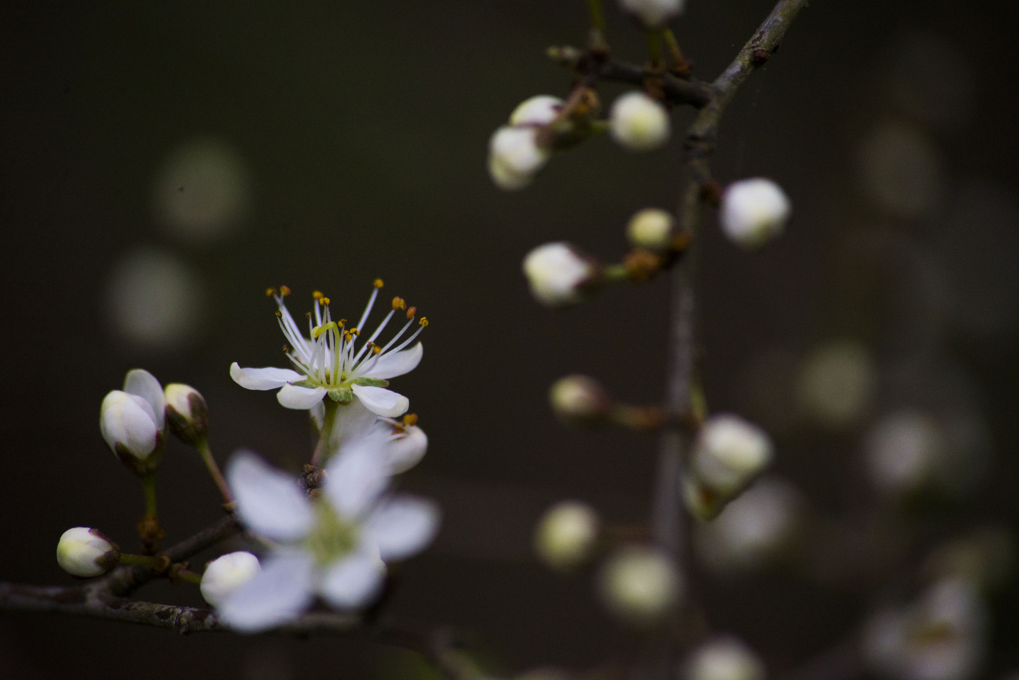 Sigma 70-300mm F4-5.6 APO DG Macro sample photo. Wake up photography