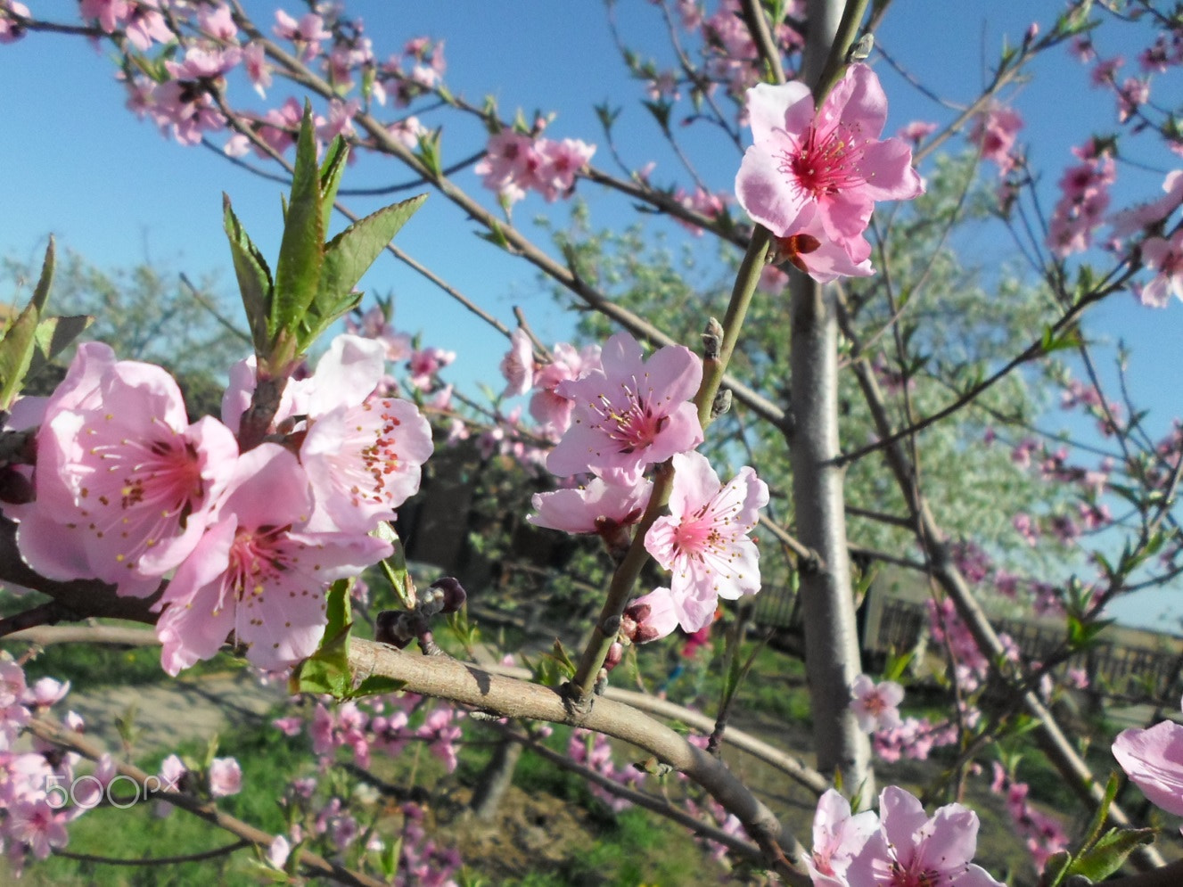 Samsung ES95 sample photo. A tender color photography