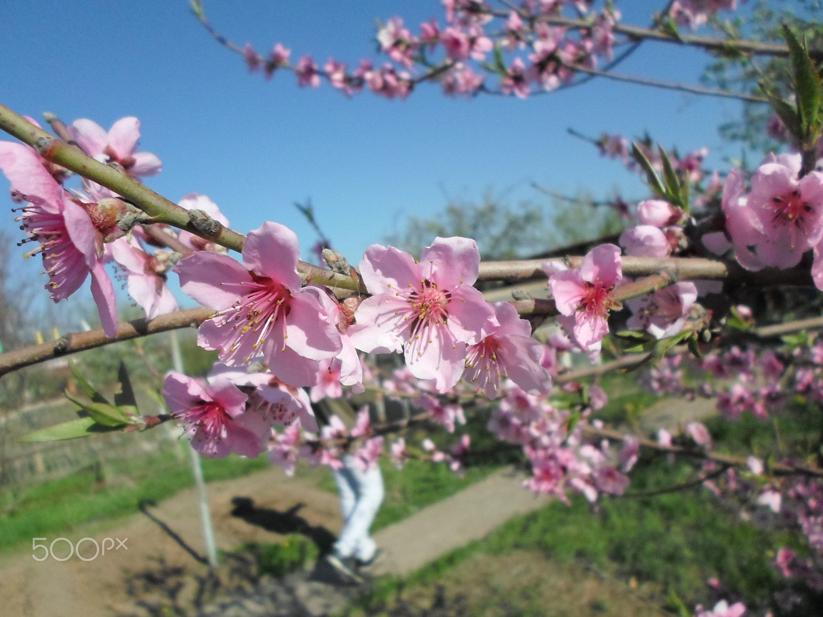 Samsung ES95 sample photo. A breathe of spring photography