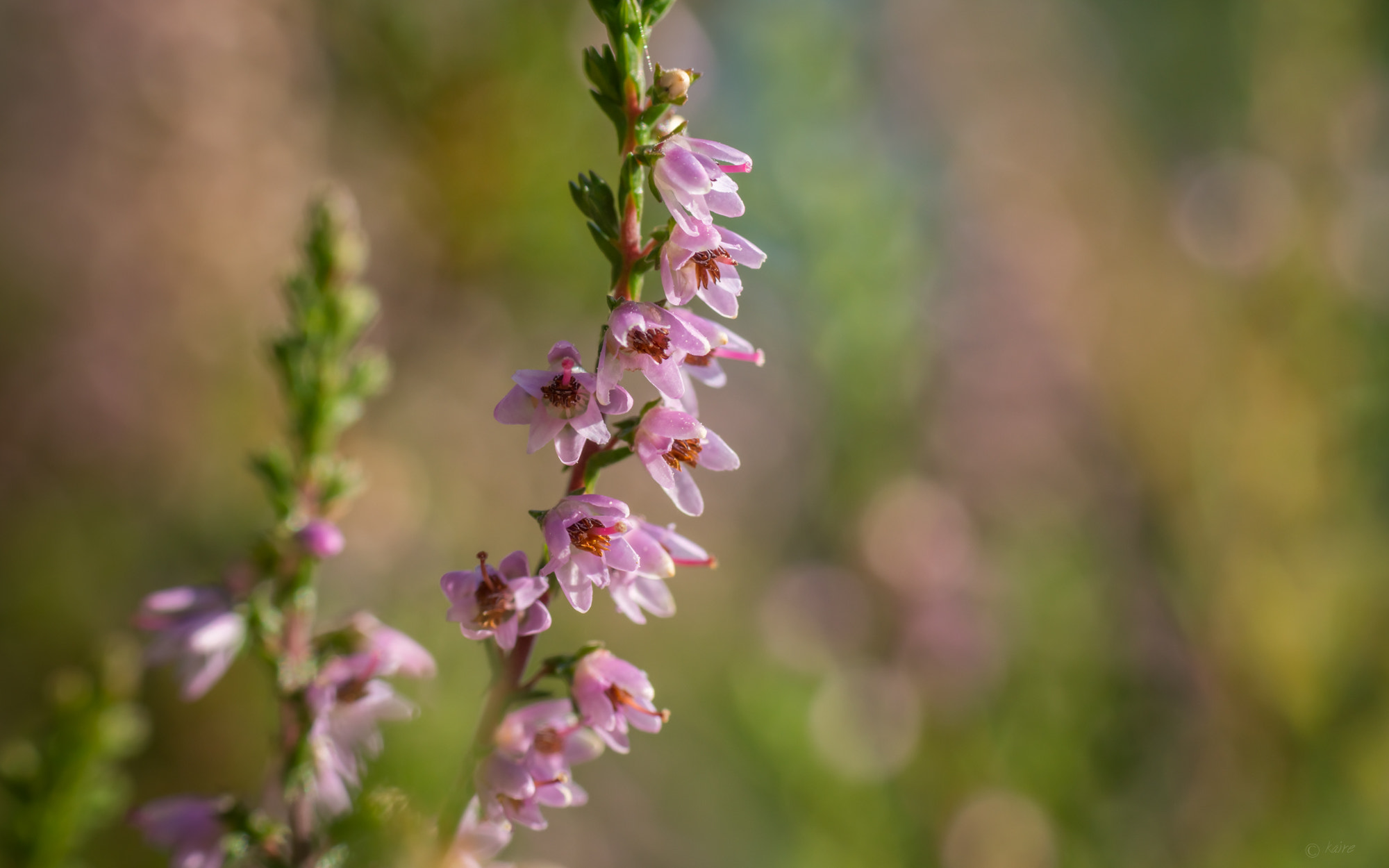 Tamron AF 55-200mm F4-5.6 Di II LD Macro sample photo. Heather i photography