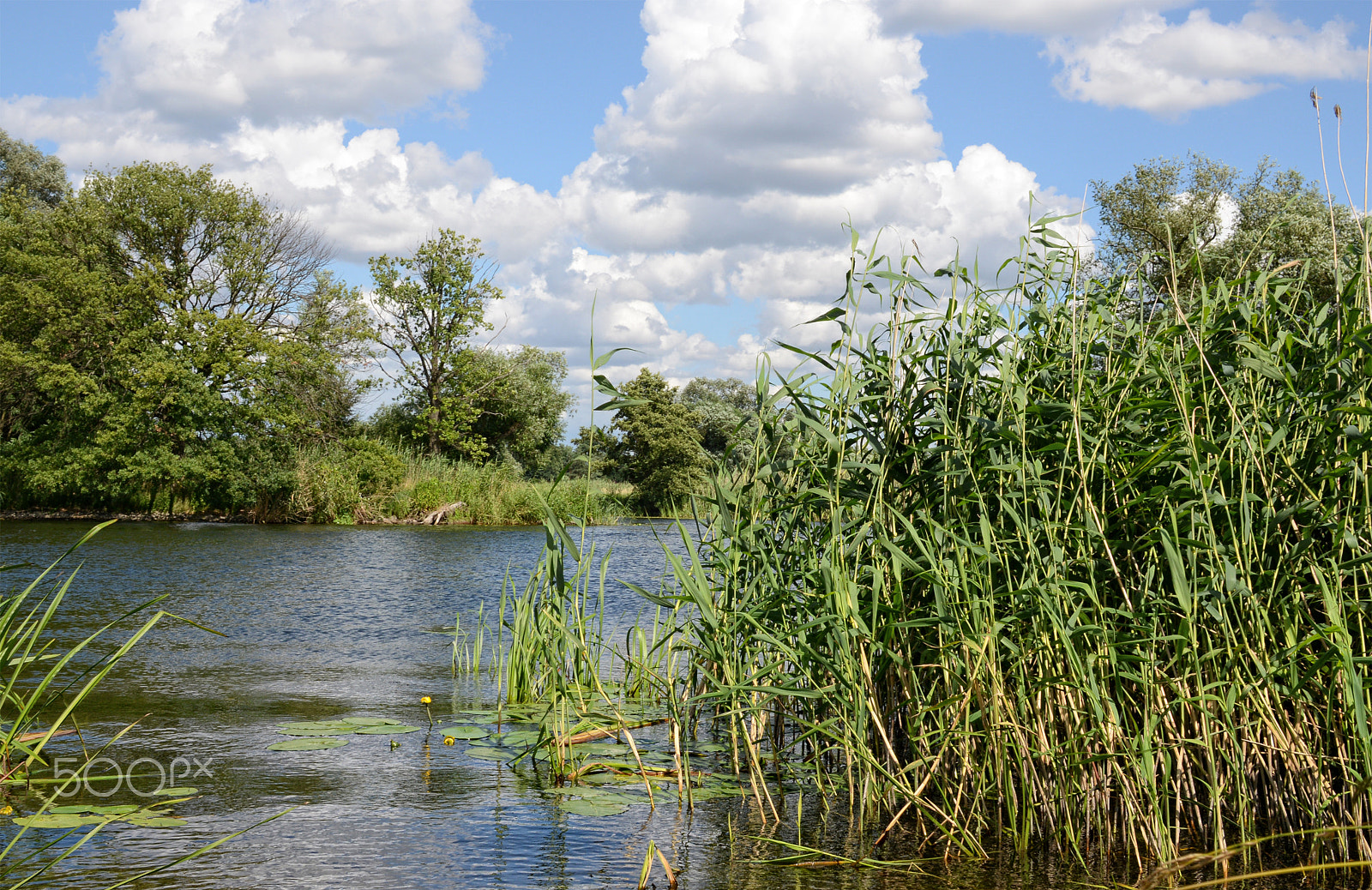 Nikon D800 + Sigma 30mm F1.4 EX DC HSM sample photo. Havel river at summer time (brandenburg, germany). photography