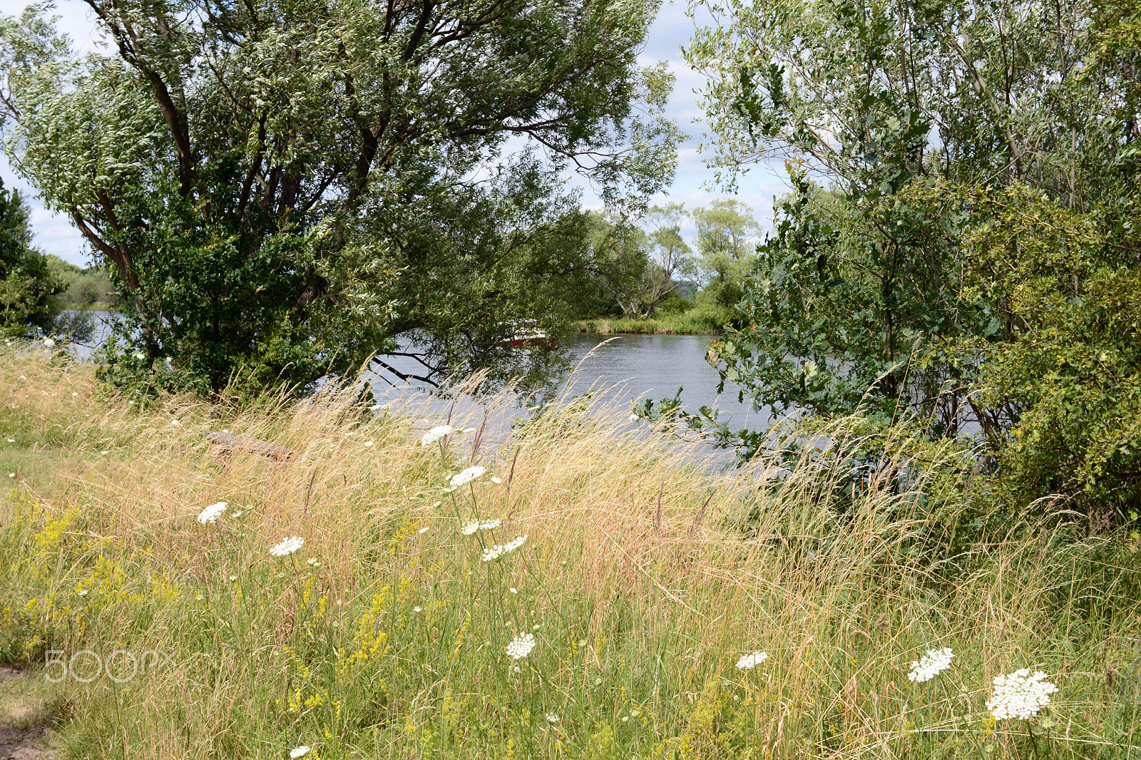 Sigma 30mm F1.4 EX DC HSM sample photo. Havel river at summer time (brandenburg, germany). meadow. photography