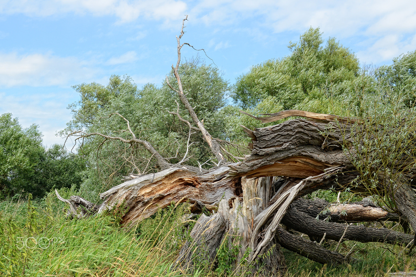 Nikon D800 + Sigma 30mm F1.4 EX DC HSM sample photo. Havel river landscape at summer time. dead willow tree. photography