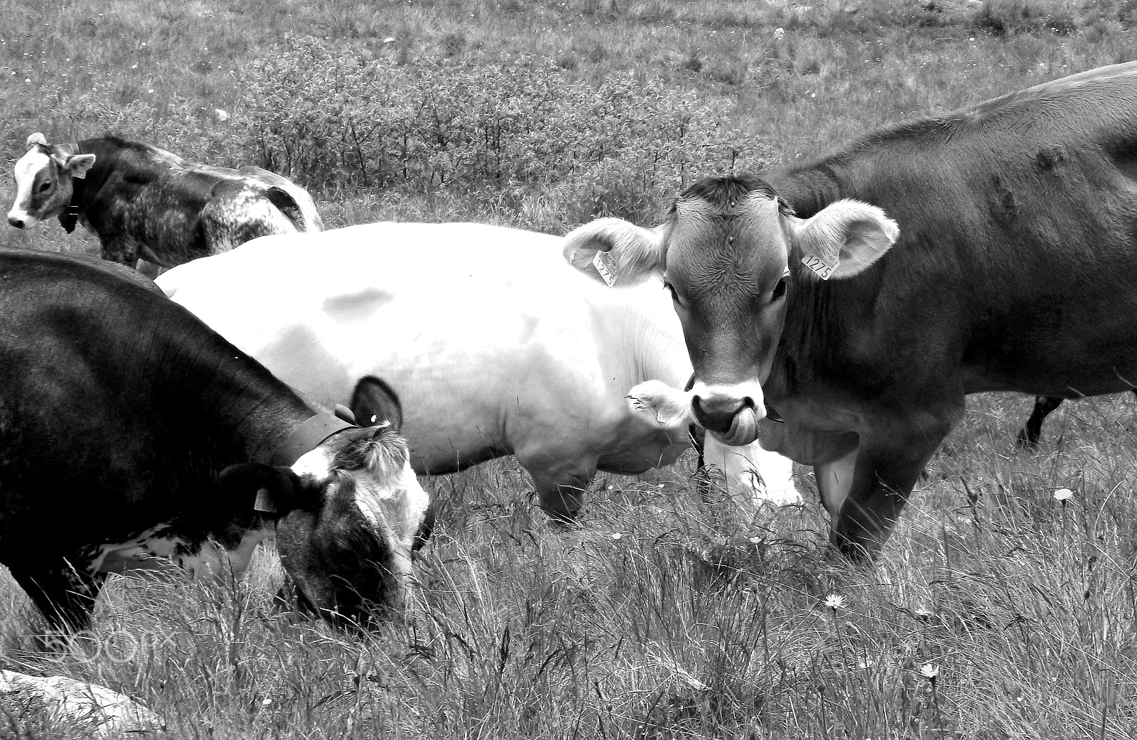 Fujifilm FinePix AX300 sample photo. Swiss cow photography