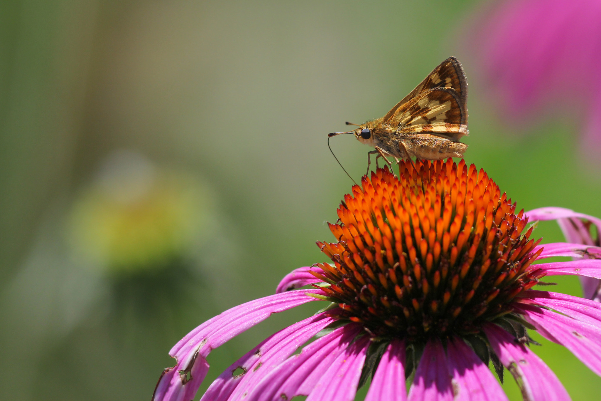 Canon EOS 60D + Canon EF 200mm F2.8L II USM sample photo. Skipper photography