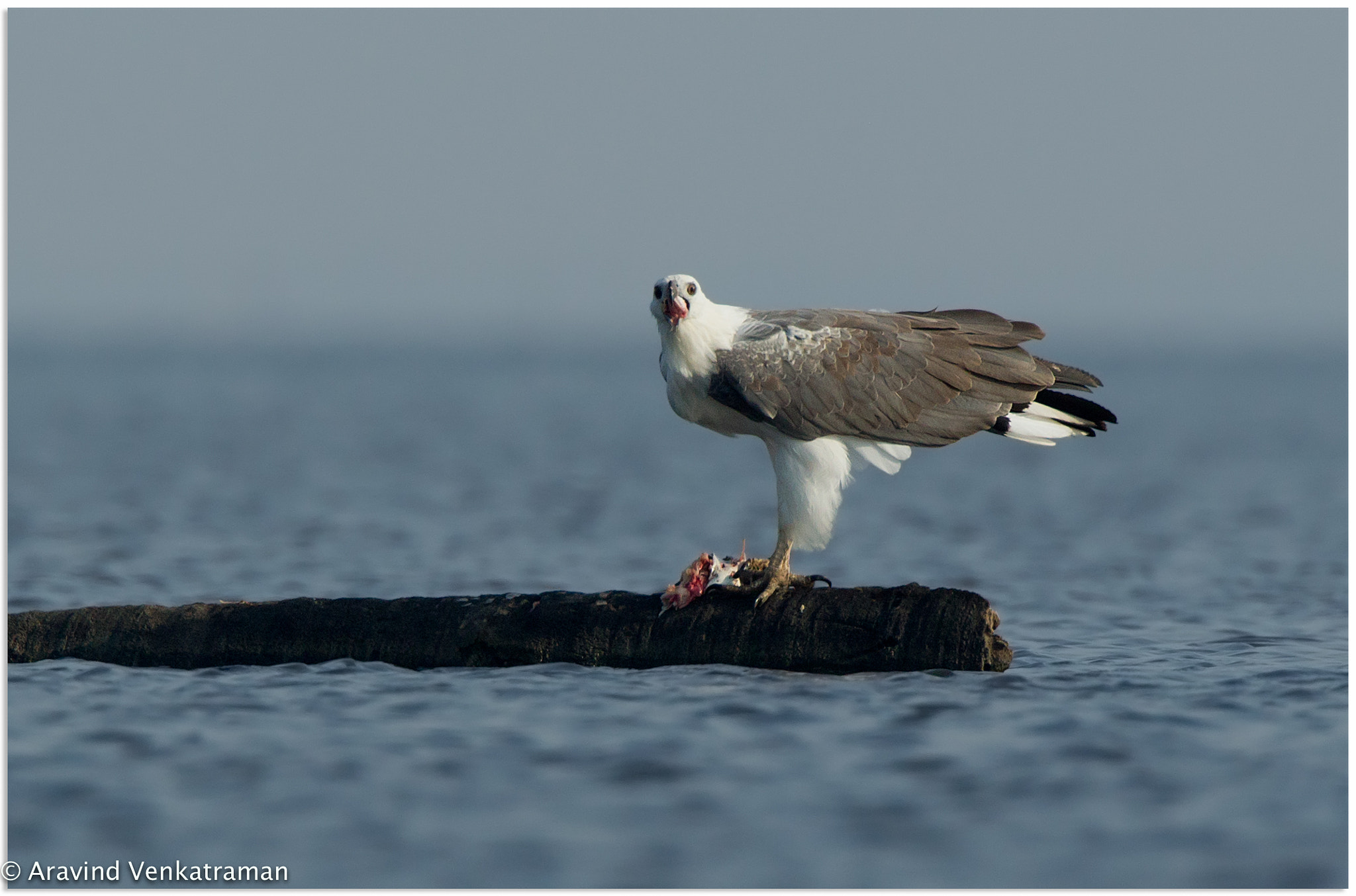 Canon EF 500mm F4L IS USM sample photo. White bellied sea eagle photography