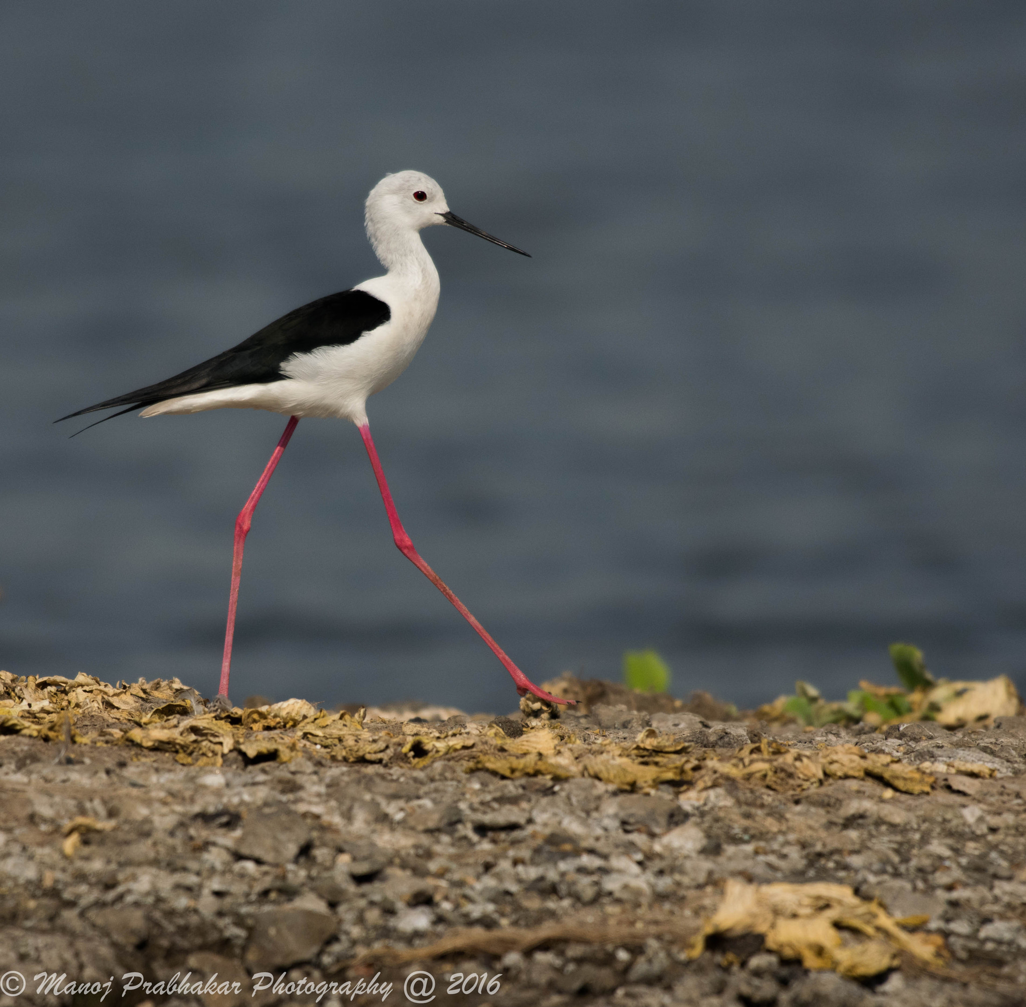Nikon AF-S Nikkor 200-500mm F5.6E ED VR sample photo. Black winged stlit walking photography