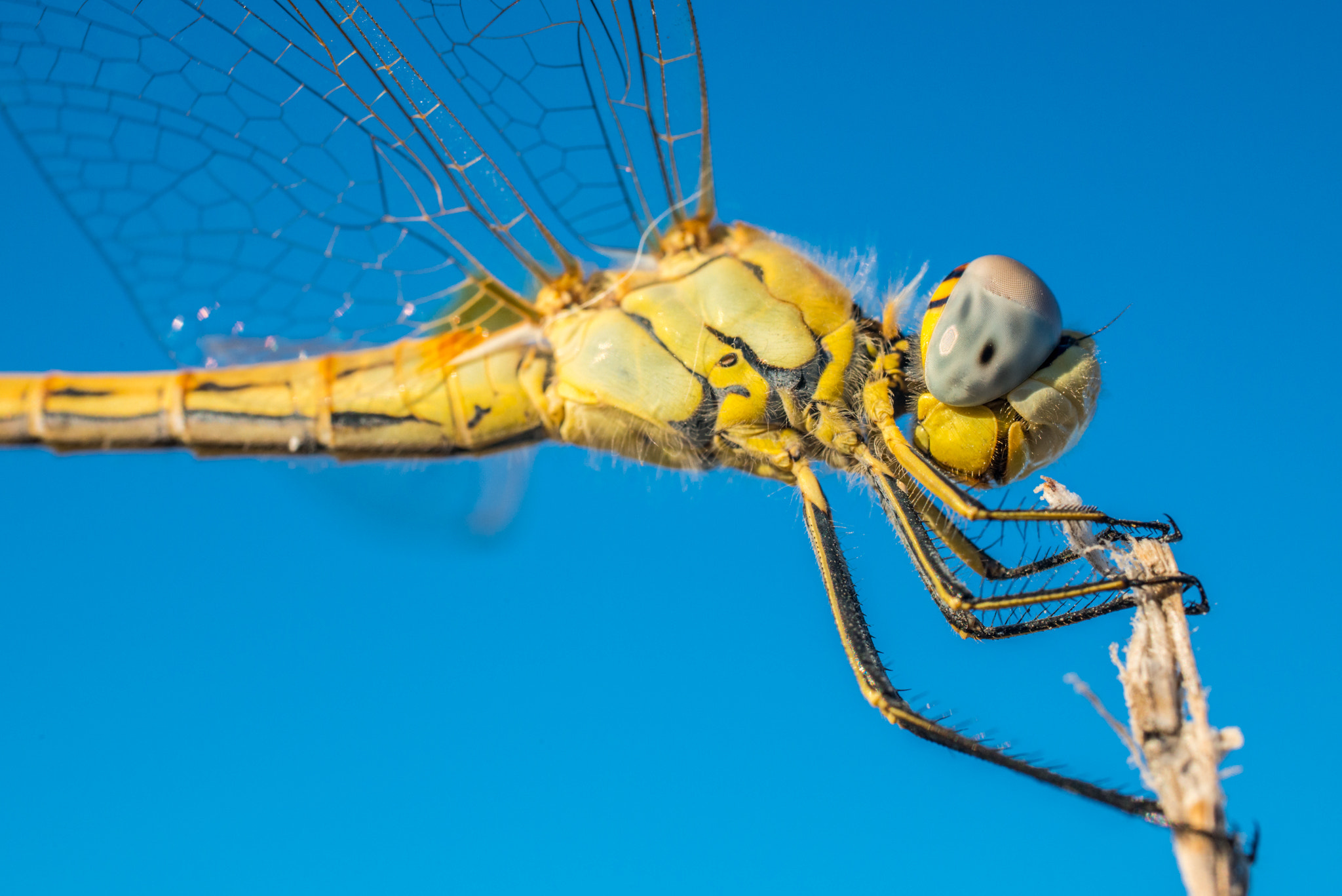 Nikon D800 + Sigma 50mm F2.8 EX DG Macro sample photo. Yellow dragonfly photography