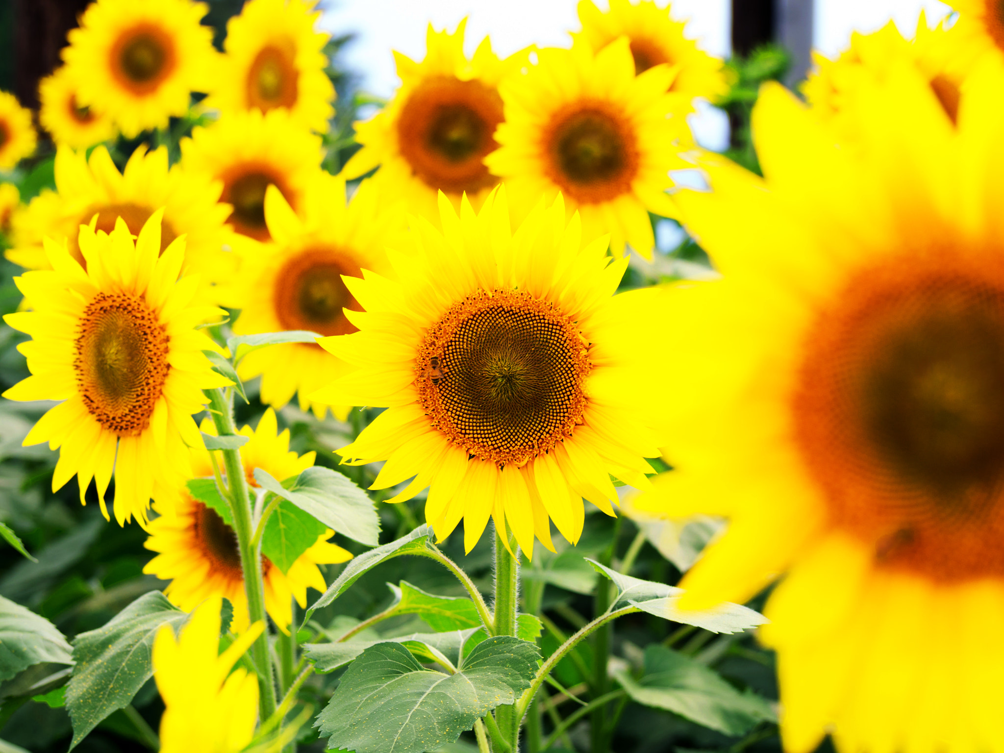 Olympus PEN E-PM2 sample photo. Crazy yellow photography