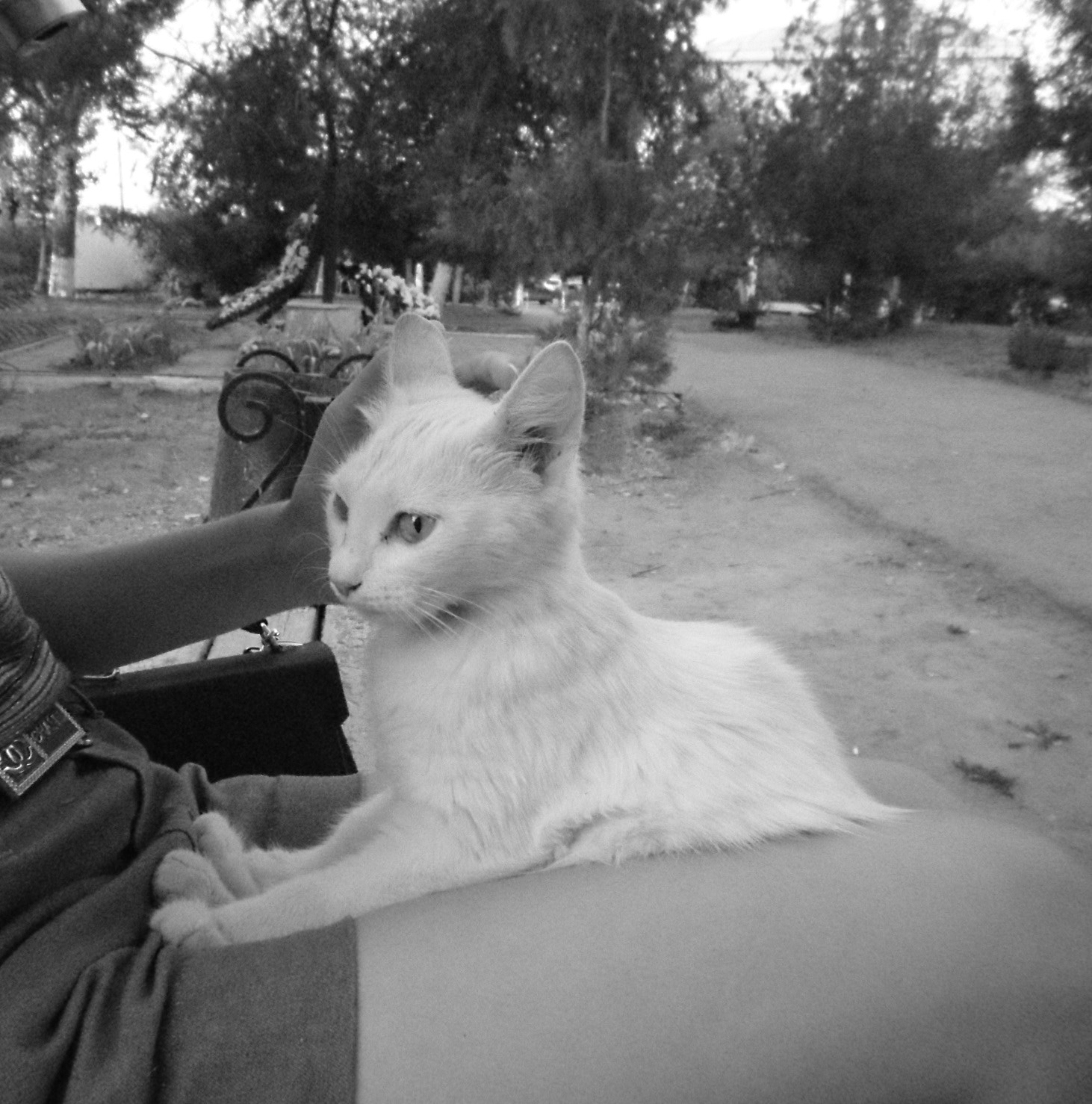 Samsung ES95 sample photo. White cat on my sister's lap photography