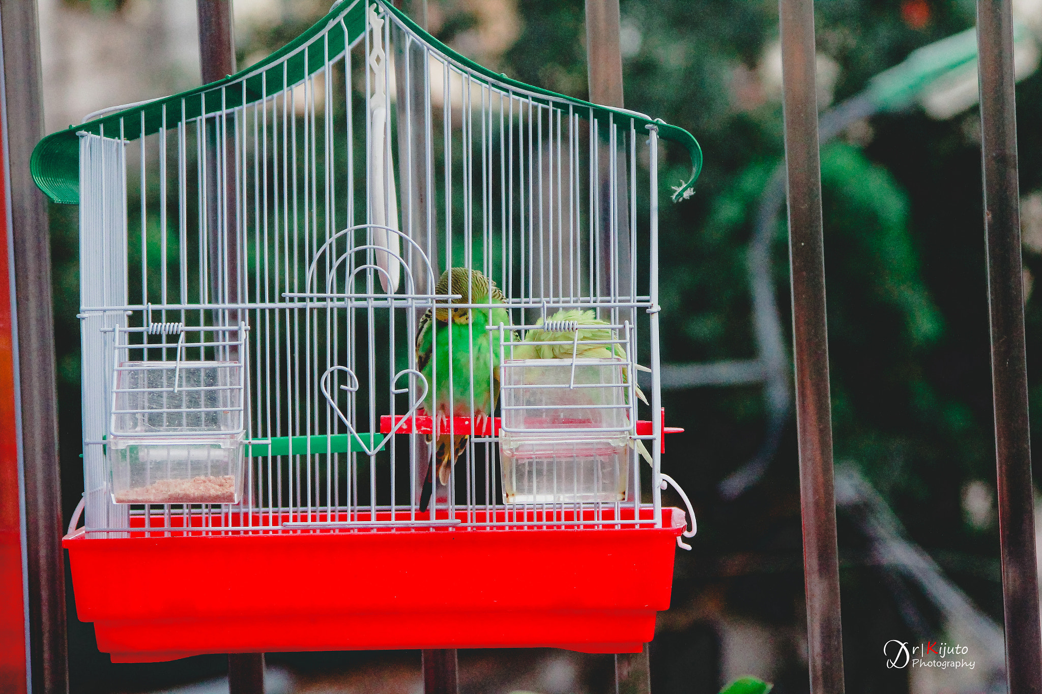 Canon EF 35-105mm f/3.5-4.5 sample photo. Đôi chim nhỏ photography