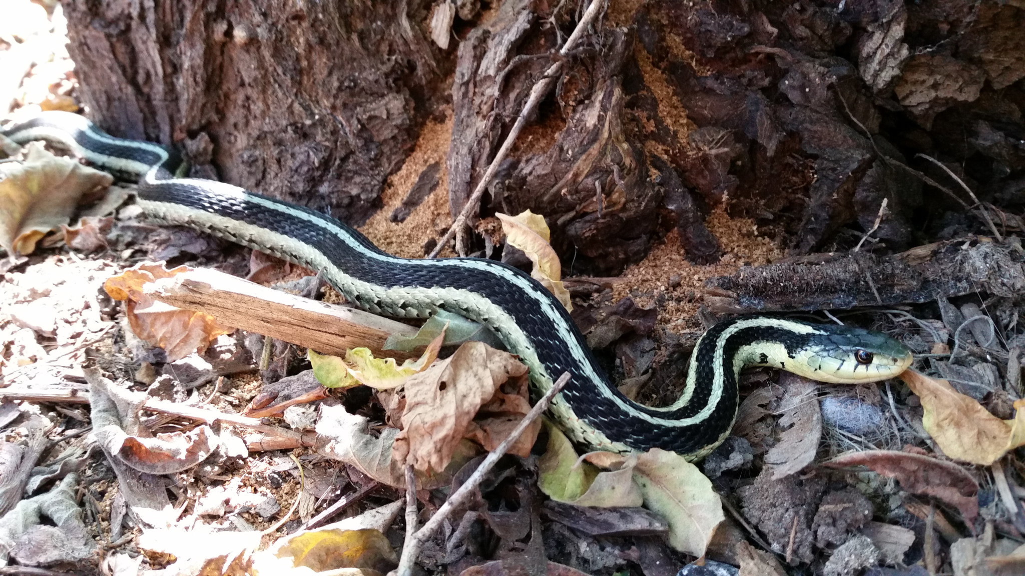 Samsung Galaxy S5 Active sample photo. Garter snake  photography