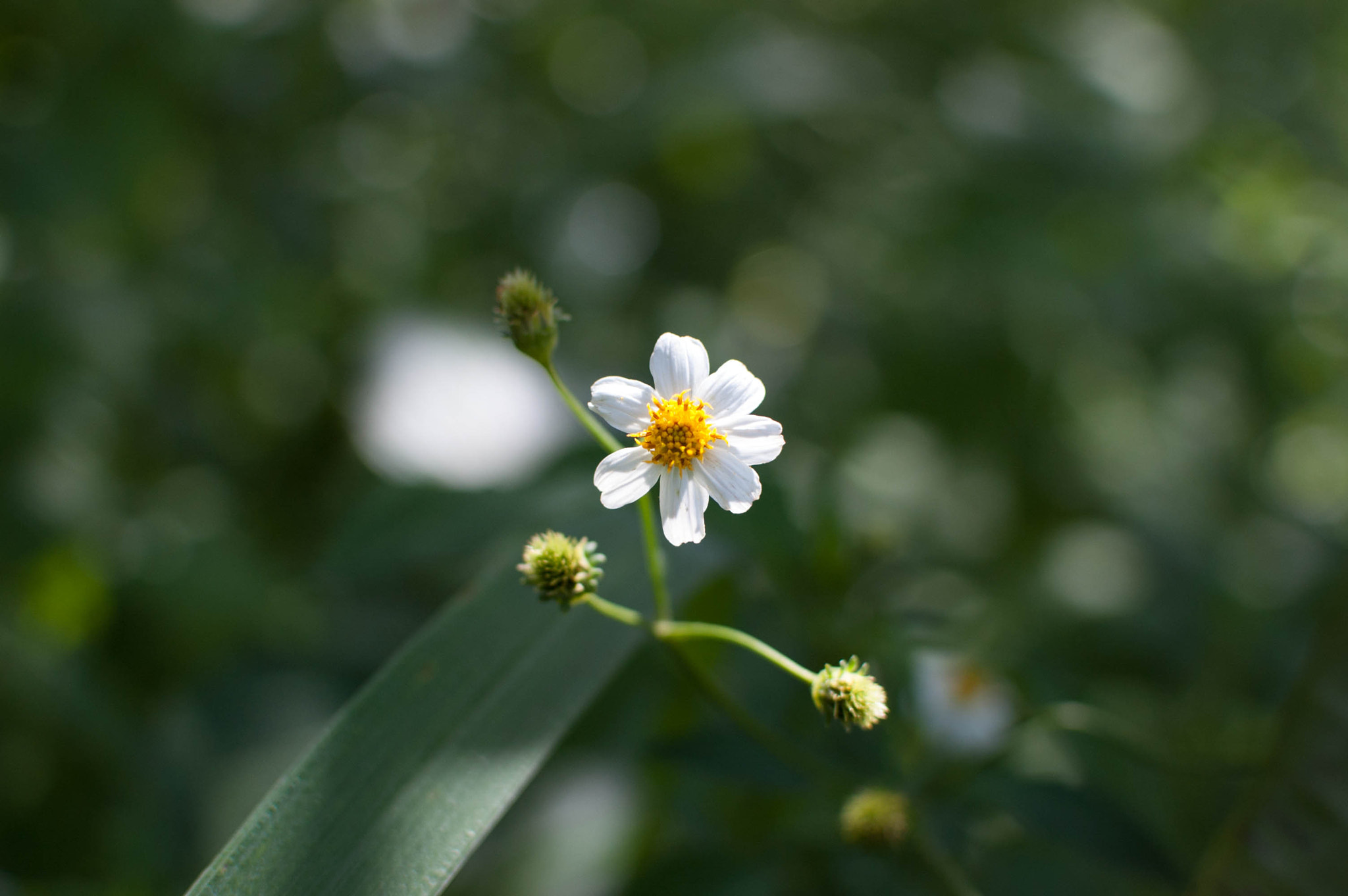 Nikon D40 + Nikon AF-S DX Nikkor 35mm F1.8G sample photo. A little beauty photography