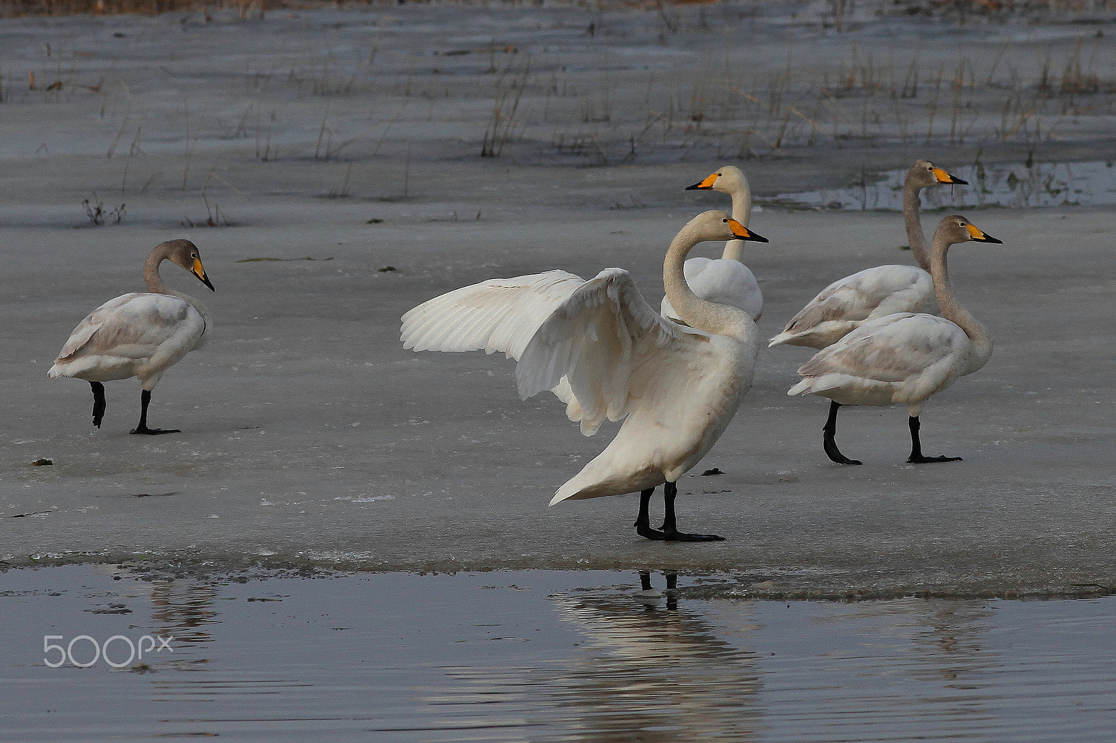 Canon EF200mm f/2.8L USM sample photo. Whooper in spring photography