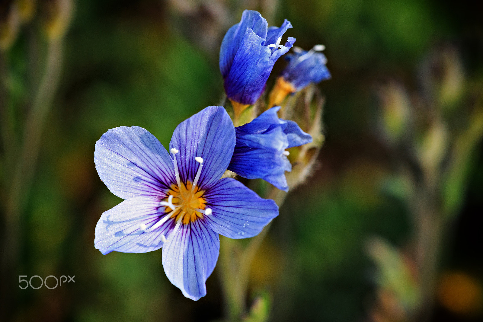 Canon EF 180mm F3.5L Macro USM sample photo. Polemonium boreale photography