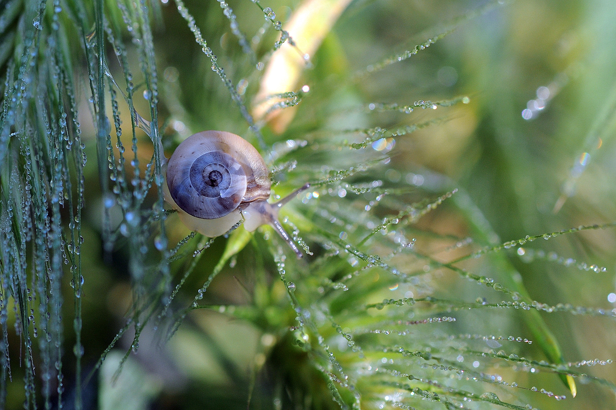 Nikon D300 + Sigma 50mm F2.8 EX DG Macro sample photo. Cara cool photography
