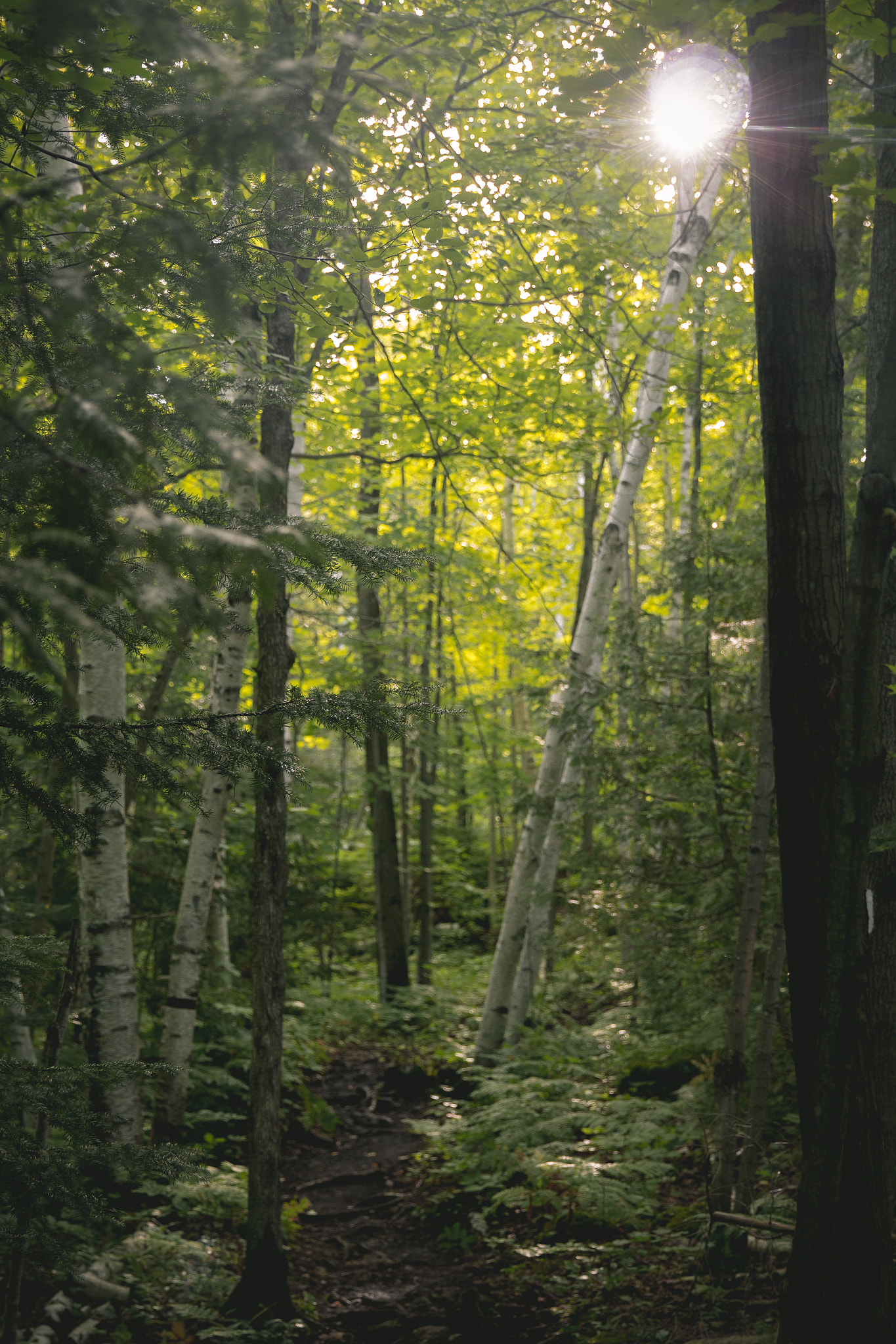 Canon EF 24-70mm F2.8L II USM sample photo. Escape photography