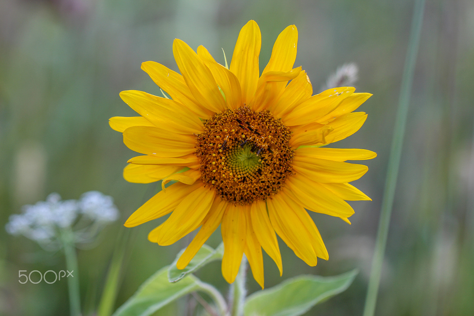 Canon EOS 700D (EOS Rebel T5i / EOS Kiss X7i) + Canon EF 100mm F2.8L Macro IS USM sample photo. Simple photography