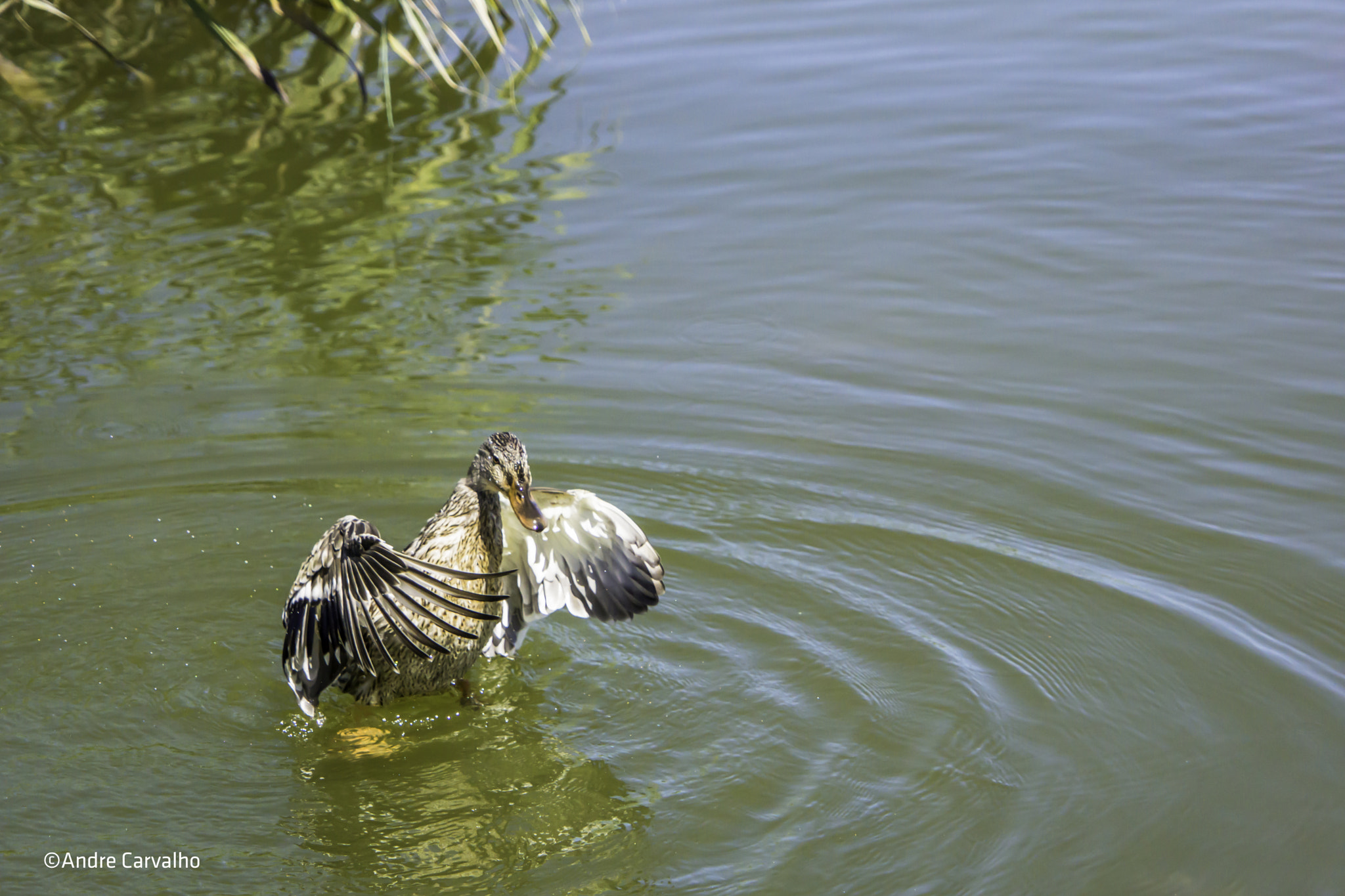 Sony Alpha NEX-7 + 24-240mm F3.5-6.3 OSS sample photo. Angry duck photography