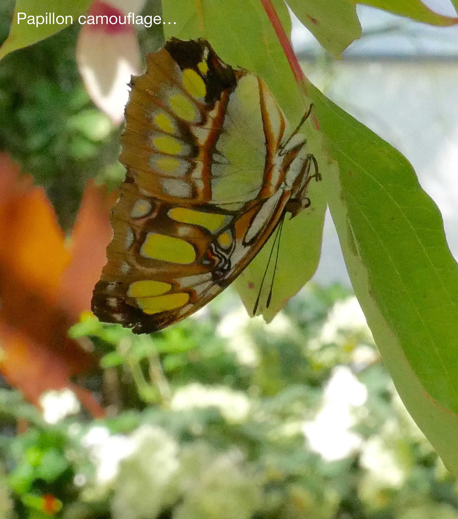 Panasonic DMC-G70 sample photo. En mode camouflage... photography