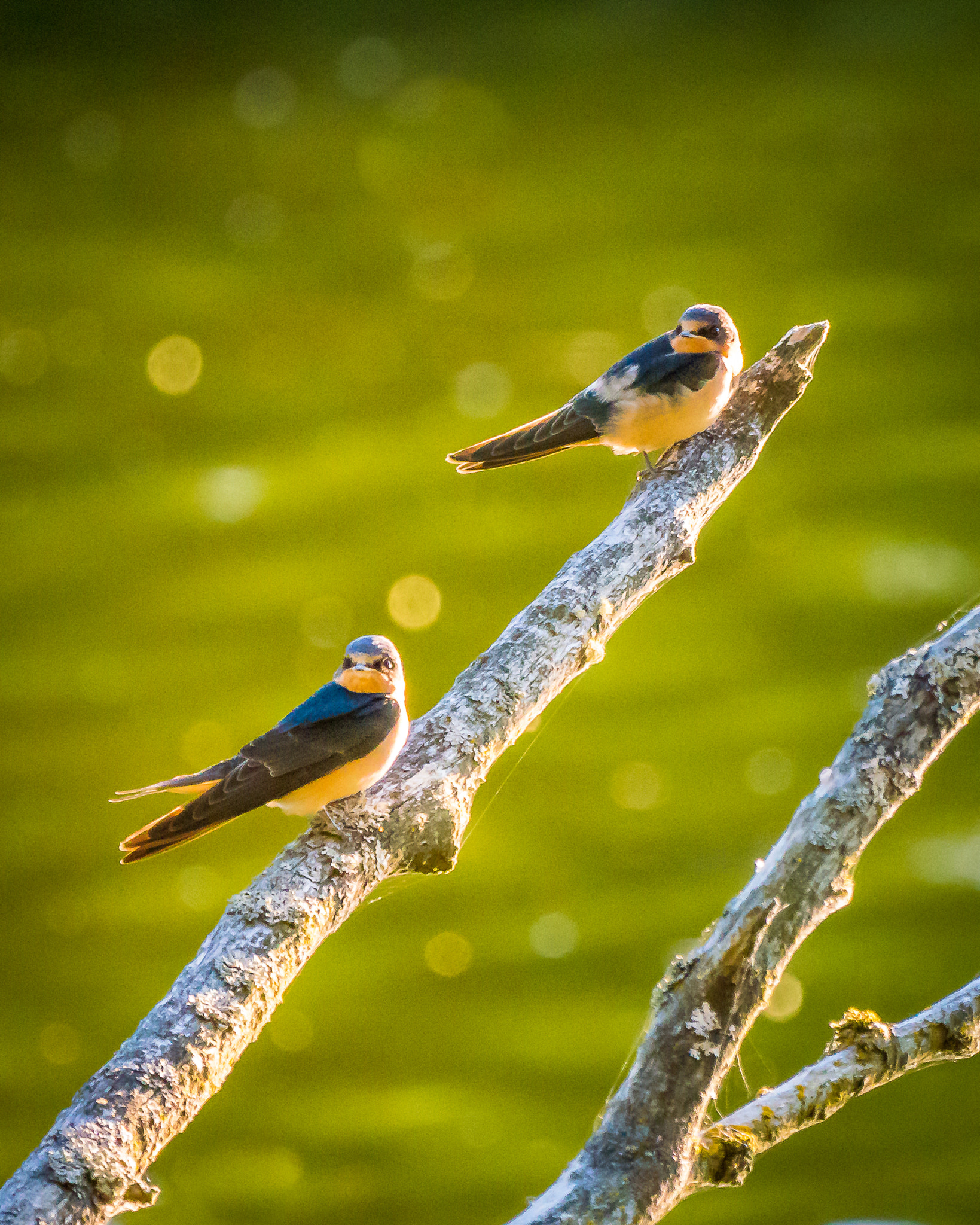 Panasonic Lumix DMC-GX8 + LEICA DG 100-400/F4.0-6.3 sample photo. A couple of swallows checking things out. photography
