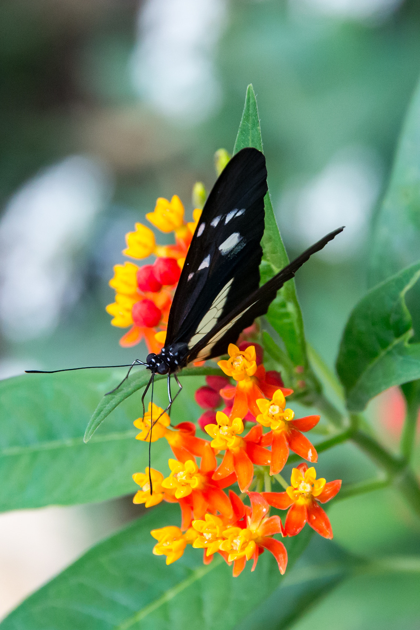 Canon EOS-1D X + Sigma 24-105mm f/4 DG OS HSM | A sample photo. Black butterfly photography