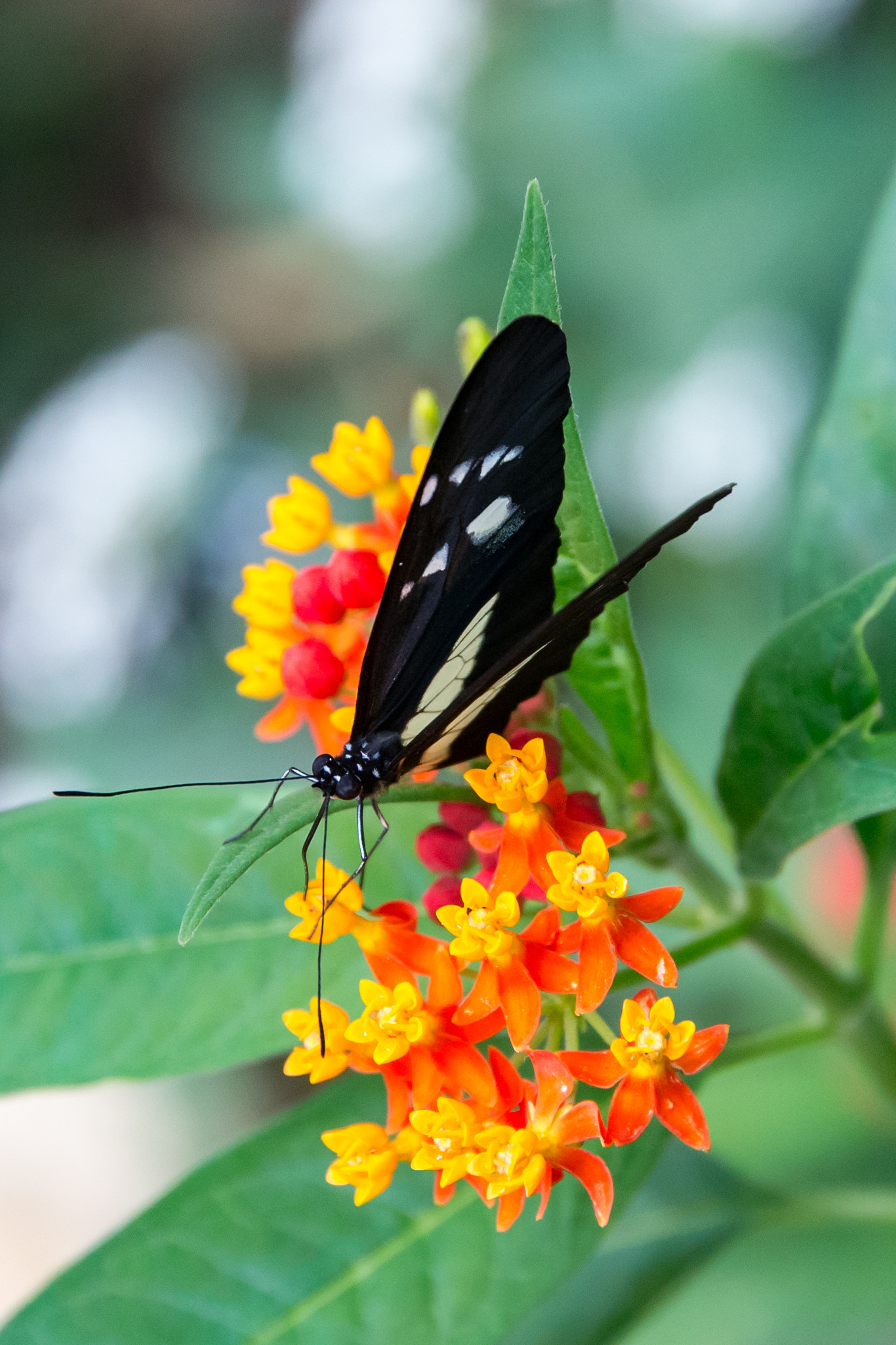 Sigma 24-105mm f/4 DG OS HSM | A sample photo. Black butterfly photography