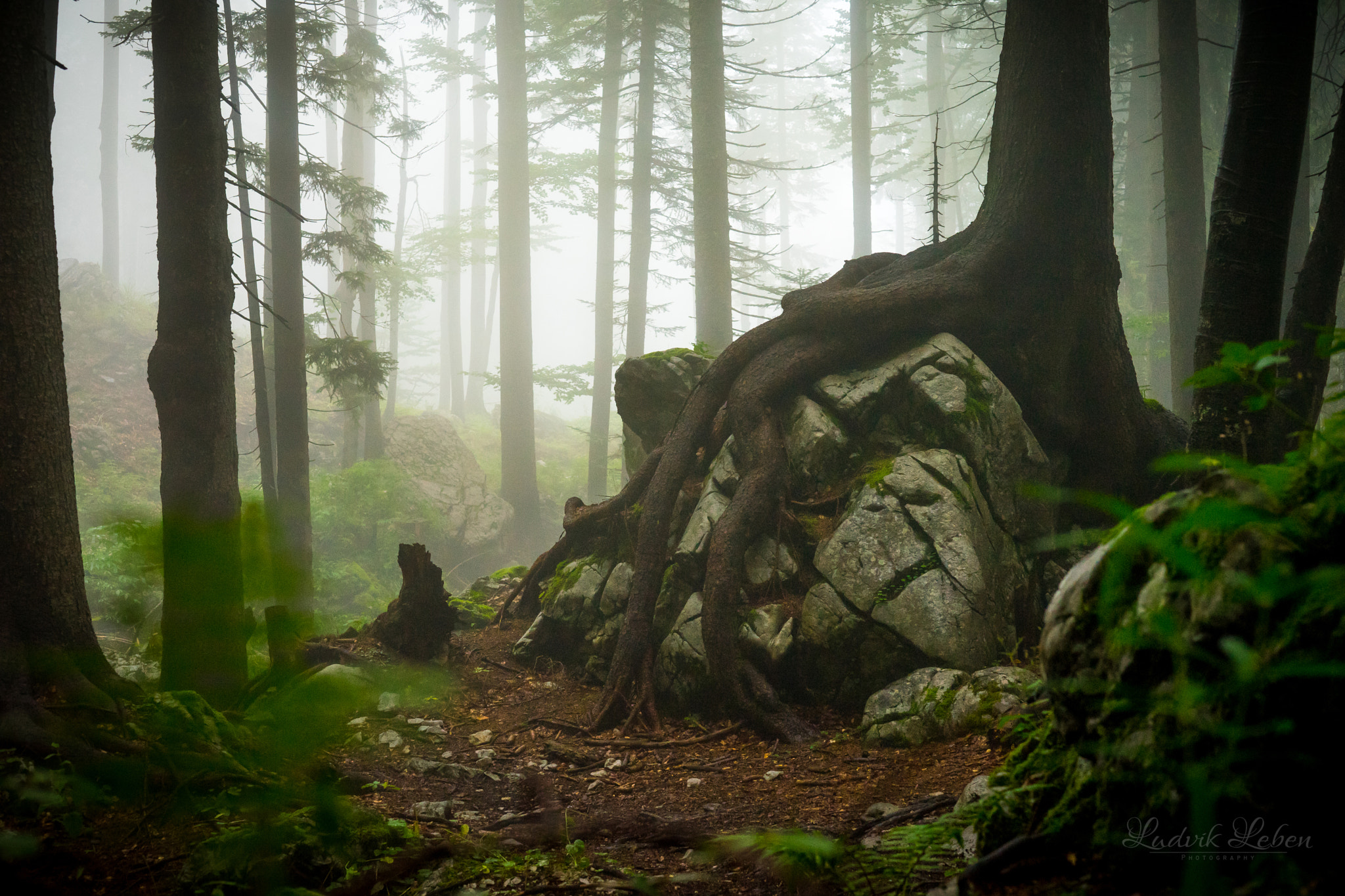 Sony a7 II sample photo. Fading summer photography