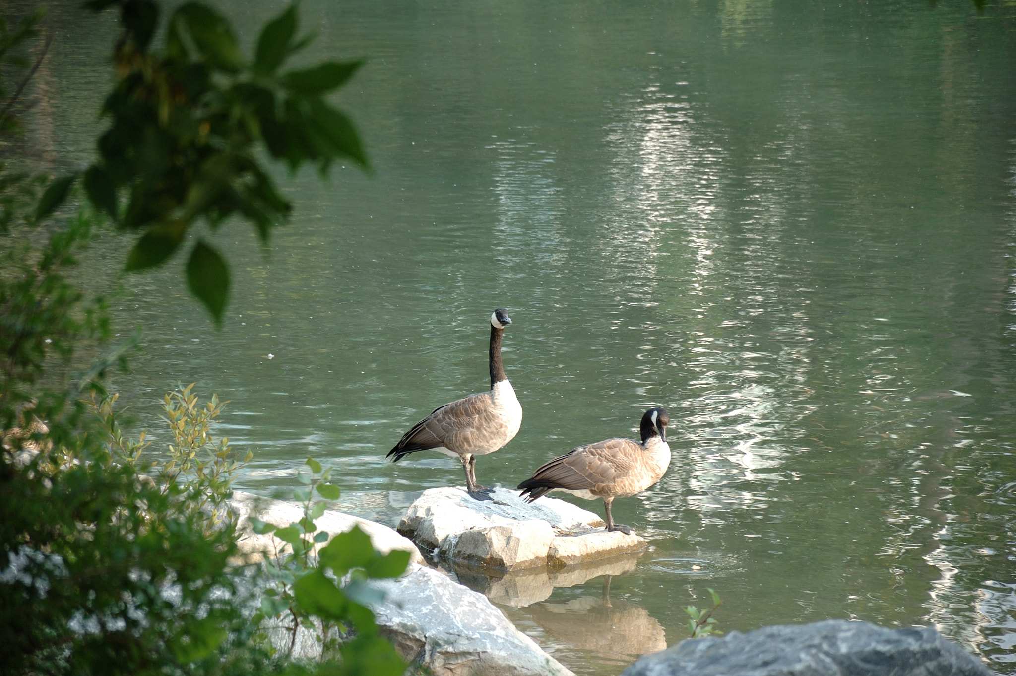 Nikon D70 sample photo. Prince's island park photography