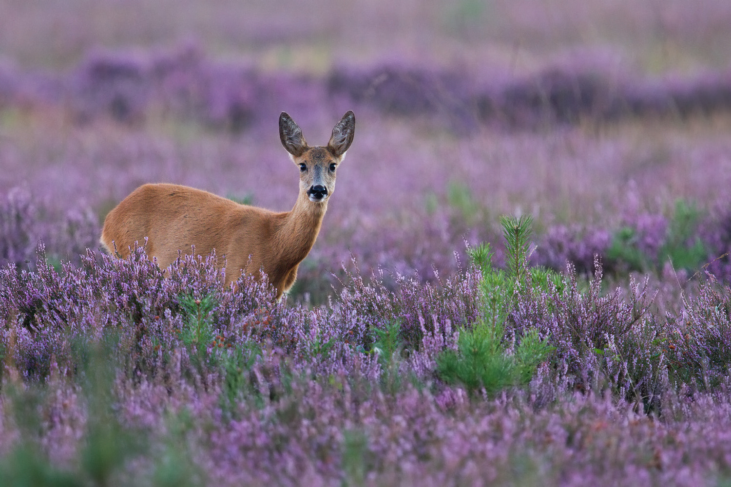 Canon EF 300mm F2.8L IS II USM sample photo. Purple sea photography
