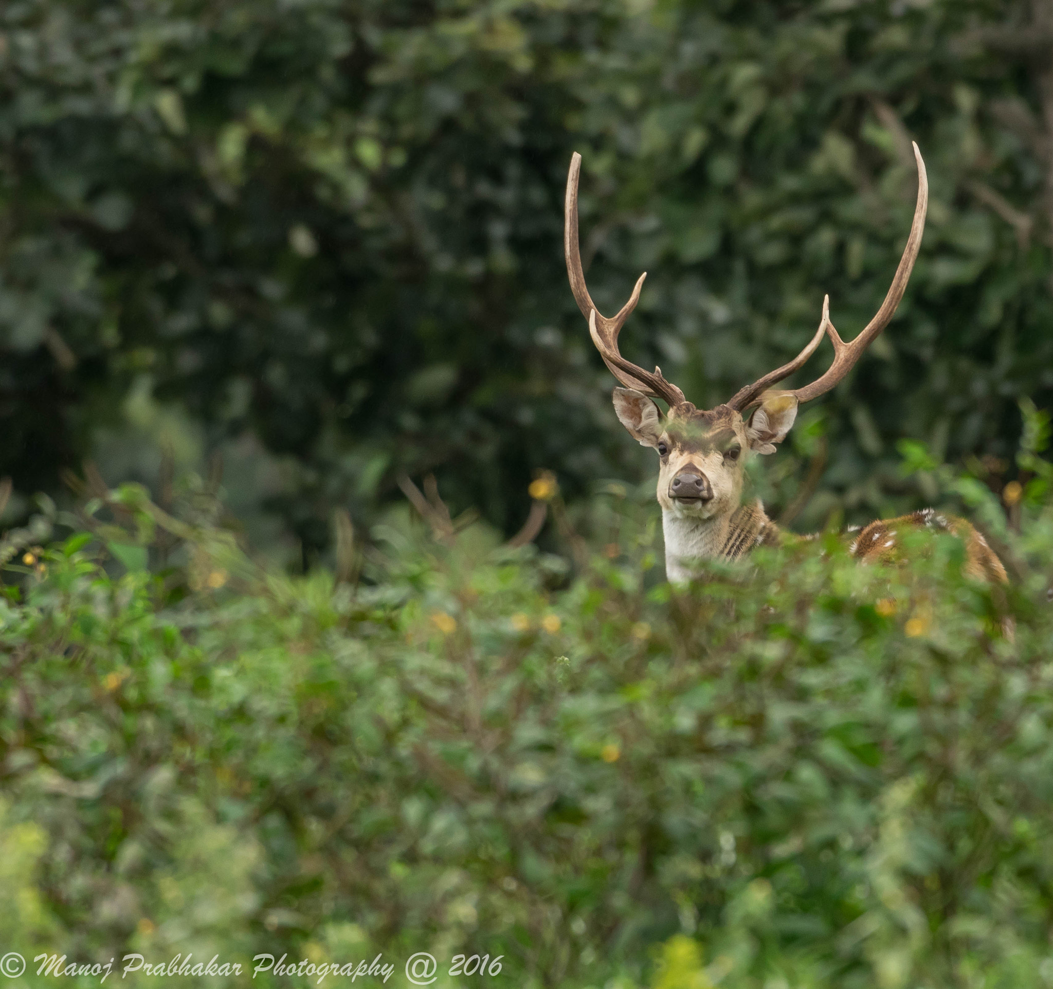 Nikon AF-S Nikkor 200-500mm F5.6E ED VR sample photo. Lonely warrior photography