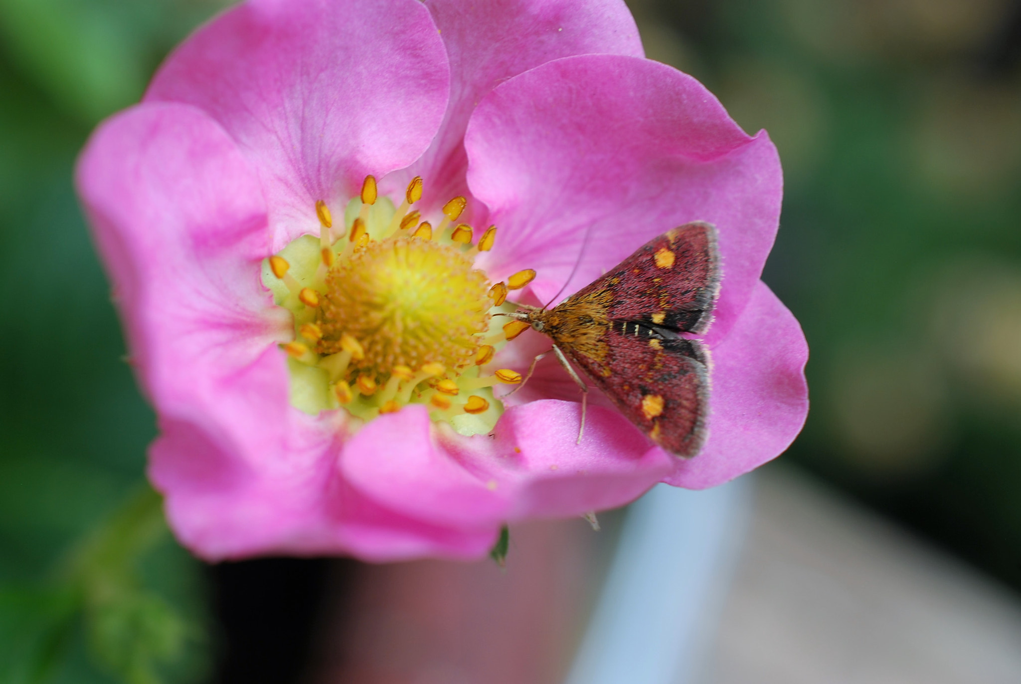 Nikon AF-S DX Micro Nikkor 40mm F2.8 sample photo. Sup! photography