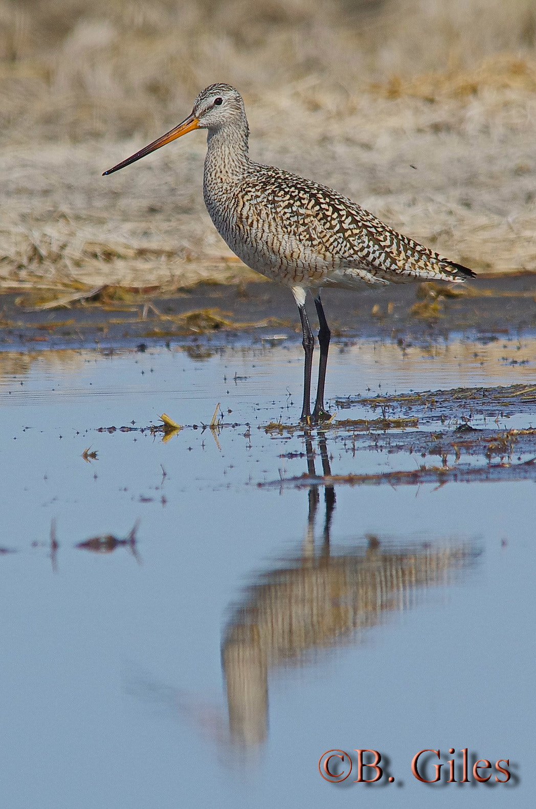 Pentax K-5 IIs + Sigma 150-500mm F5-6.3 DG OS HSM sample photo. Marbled godwit reflection photography