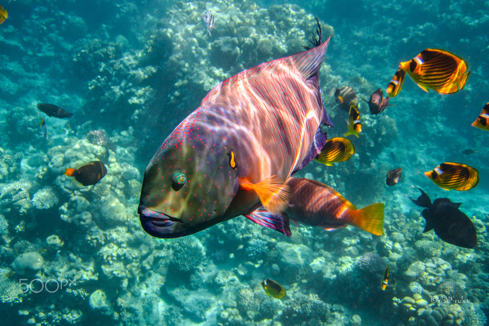 Canon PowerShot D10 sample photo. Red sea photography