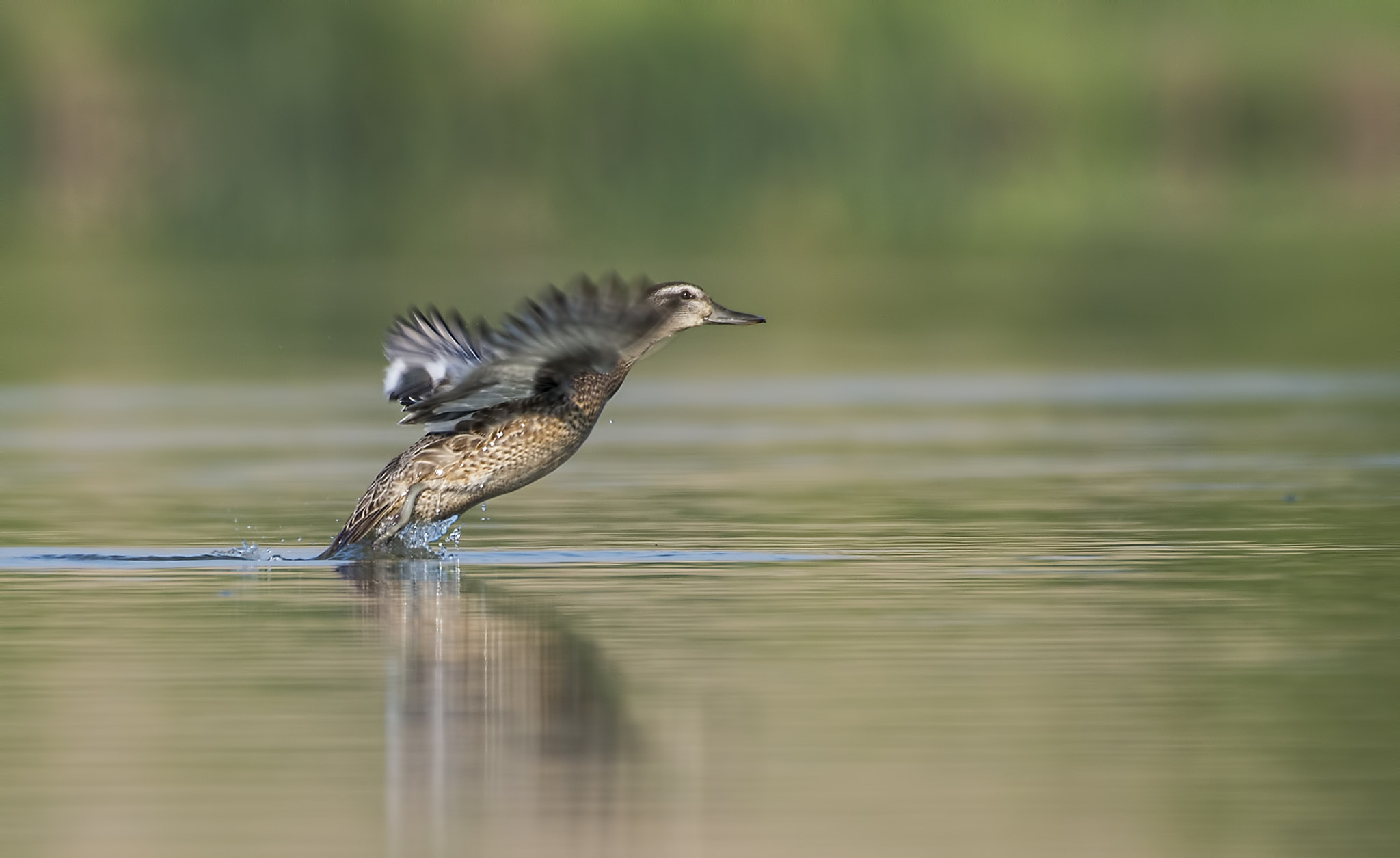Nikon AF-S Nikkor 200-500mm F5.6E ED VR sample photo. Take-off (a garganey-female) photography